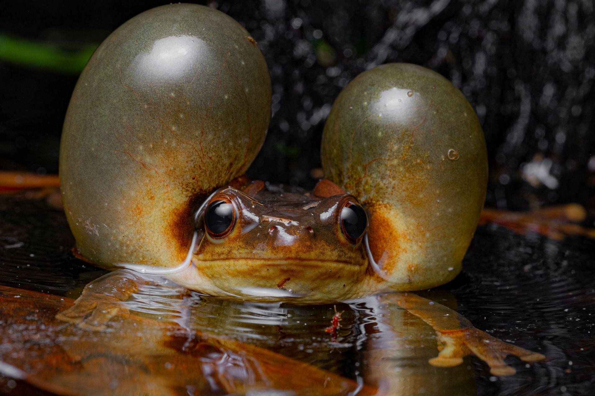 A Surinam golden-eyed tree frog inflates its vocal sac, its translucent skin glowing in the damp night air. Raindrops glisten on leaves as it calls loudly for a mate.