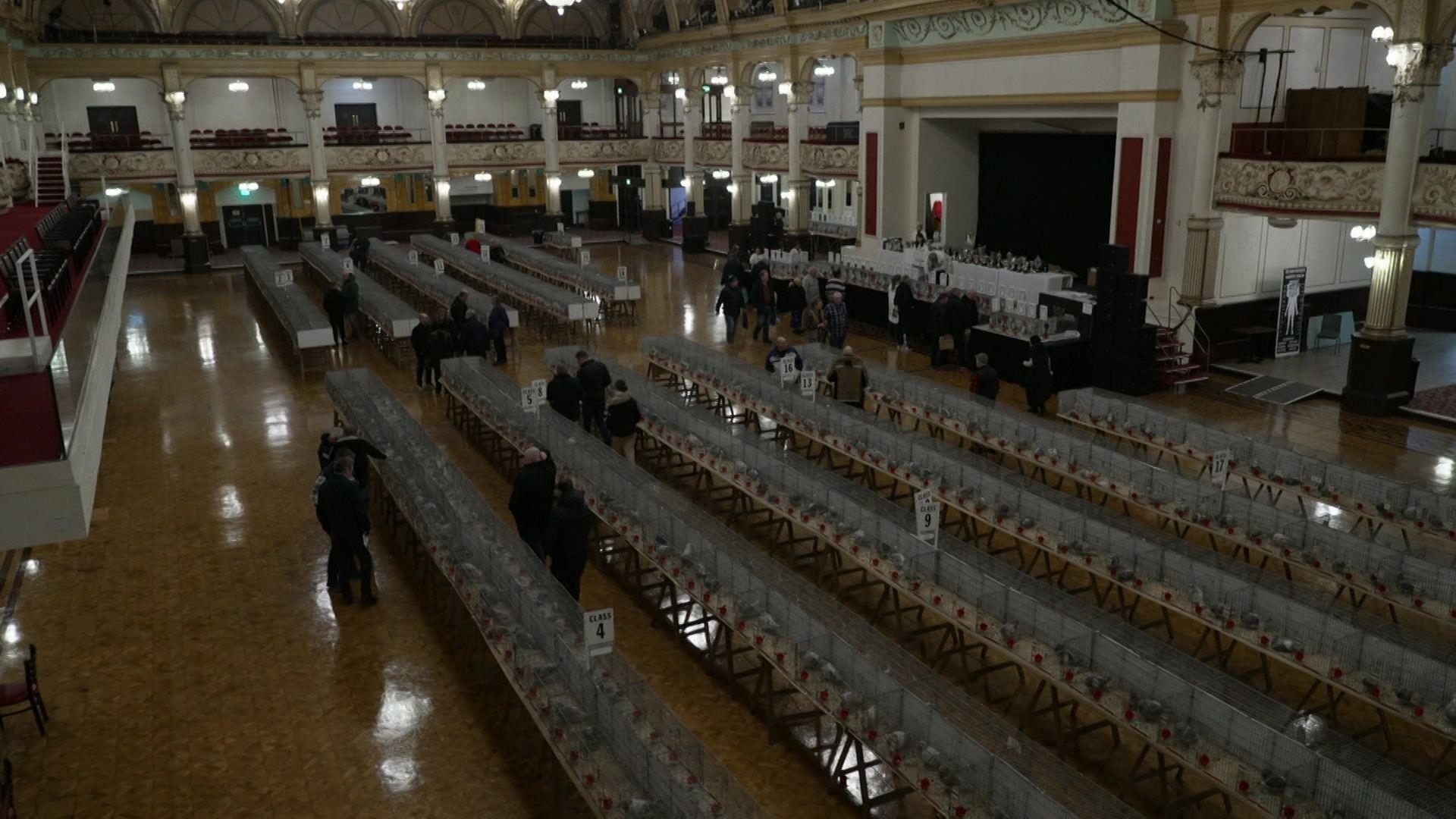 Rows of cages are lined up on tables in the Blackpool Winter Gardens, the image is taken from a high angle to show the scale of the hall and the amount of pigeons in cages. 