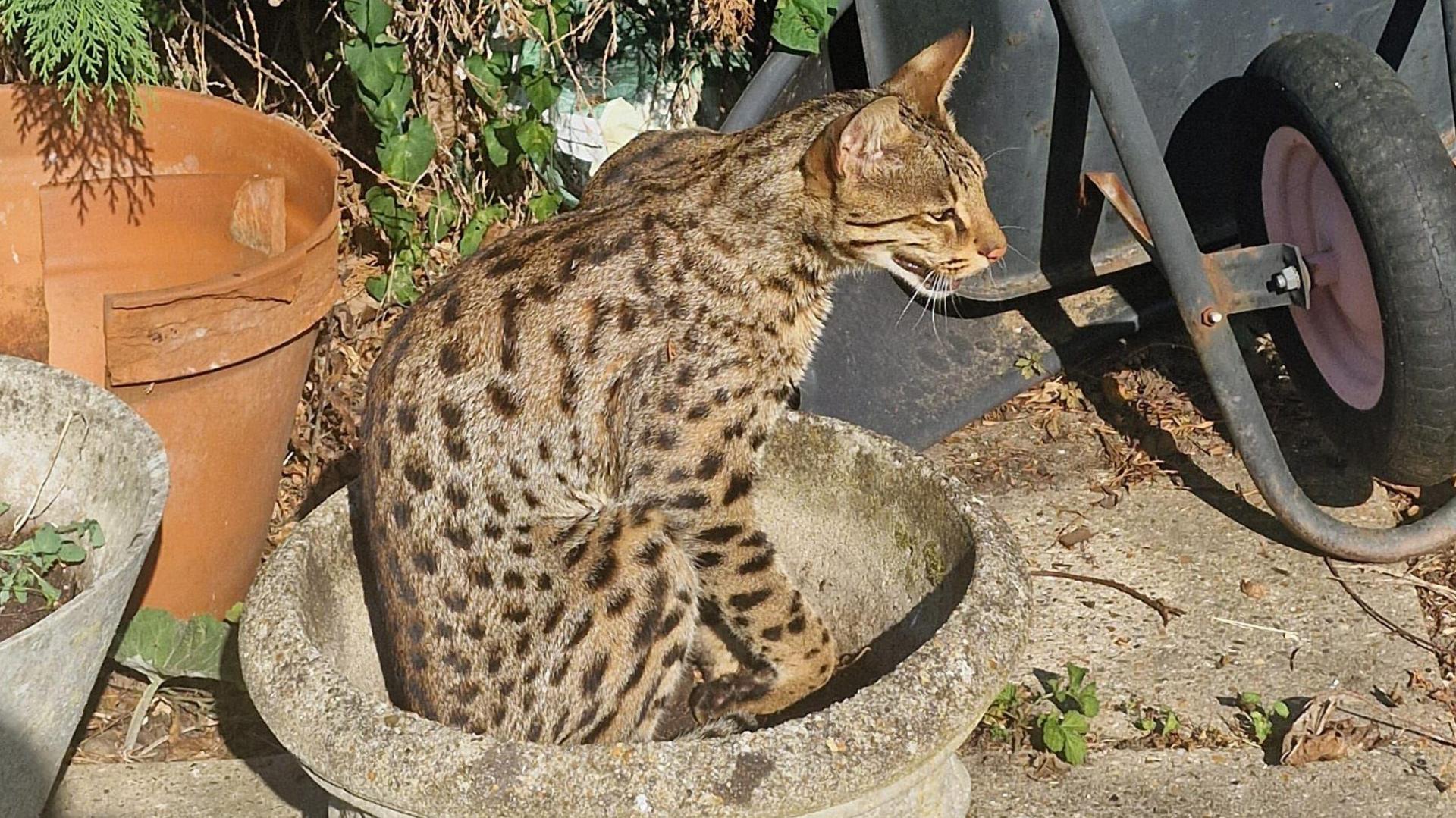 A cat with black spots and pointy ears sits in a plant pot in a garden. It appears to be hissing. The is a wheelbarrow next to the pot, resting upright on its front edge.