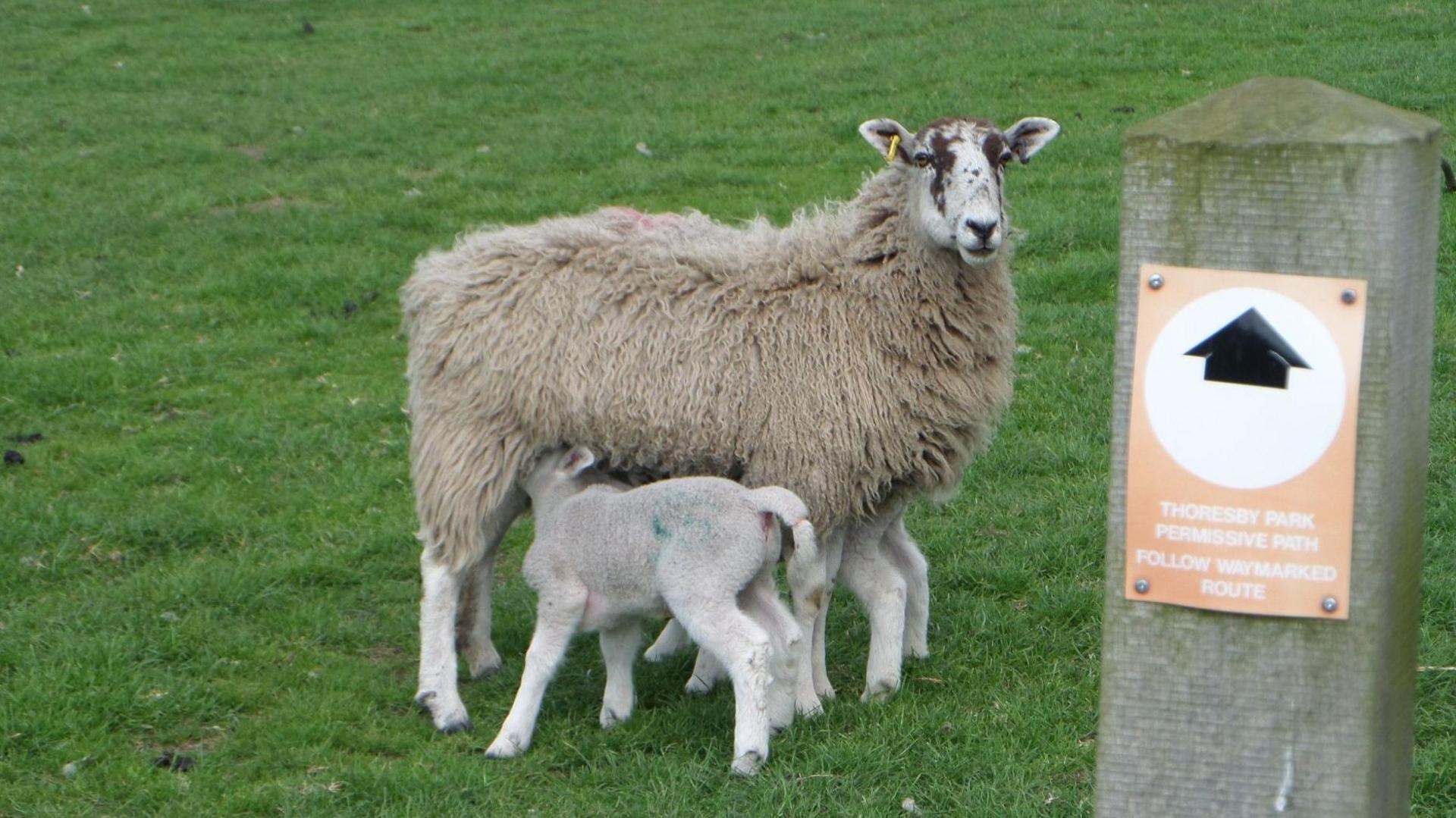 A sheepdog herding flock in Welsh countryside with warning sign for dog walkers nearby