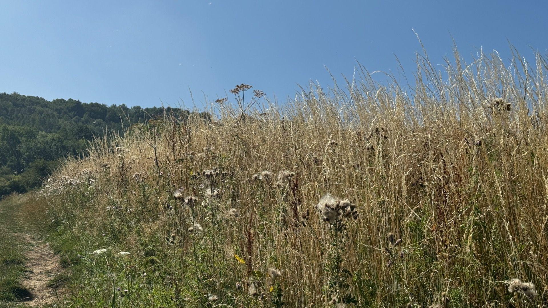 Tall, dry yellow grass and blue sky in the background.