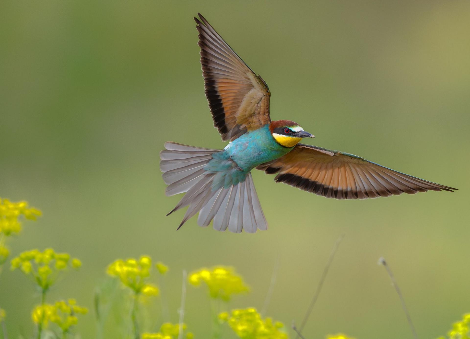 A European Bee-eater bird flying over some yellow flowers