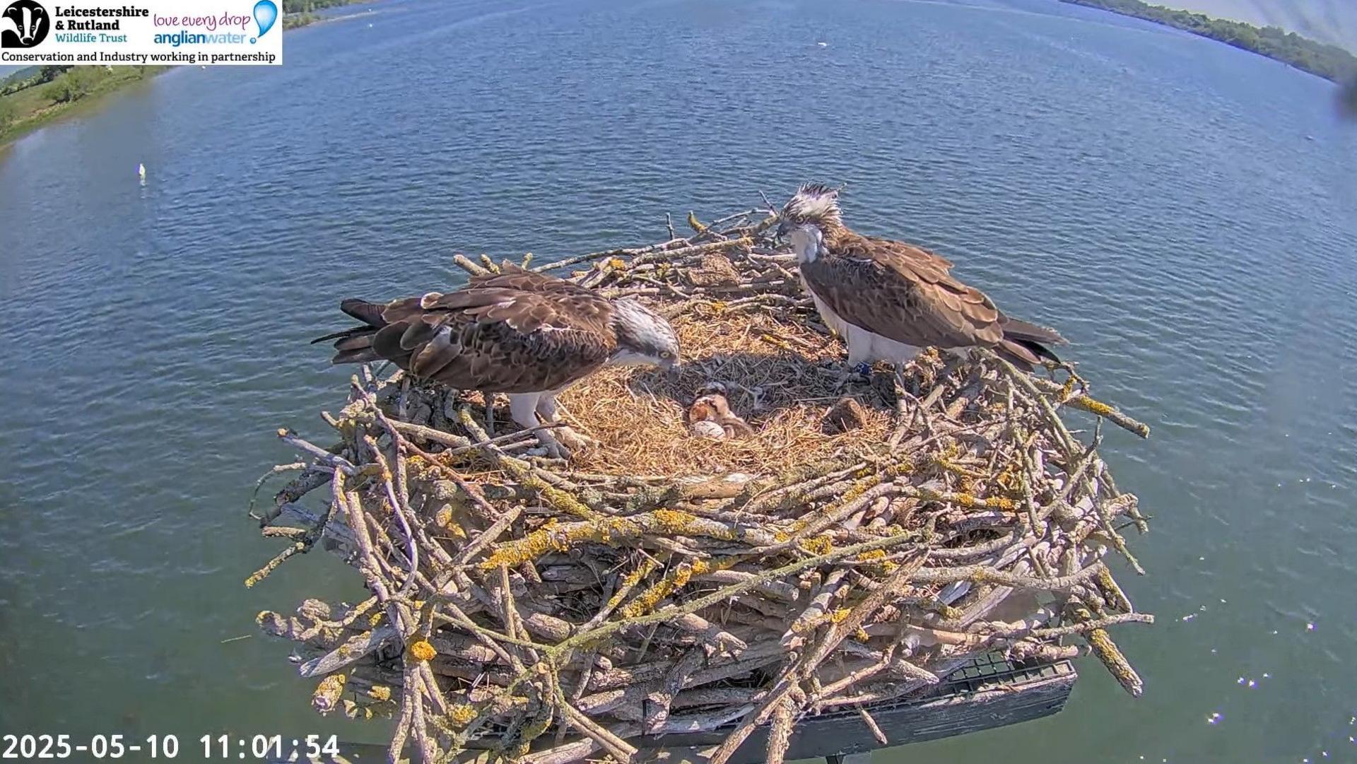 An image of an ospreys in a nest with a chick and a clutch of three unhatched eggs.