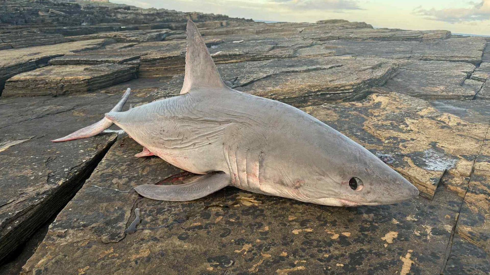 The shark is grey in colour and is lying on an area of Caithness flagstone.