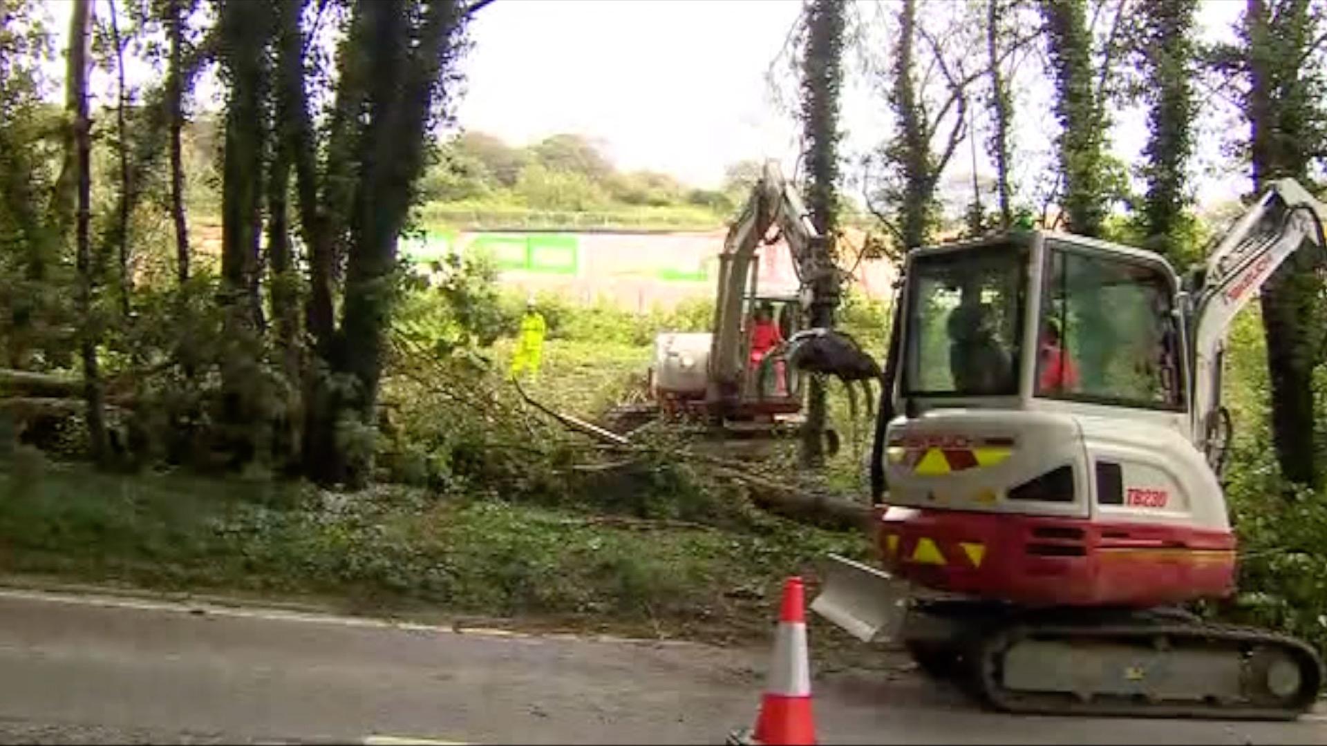 Elm tree being felled