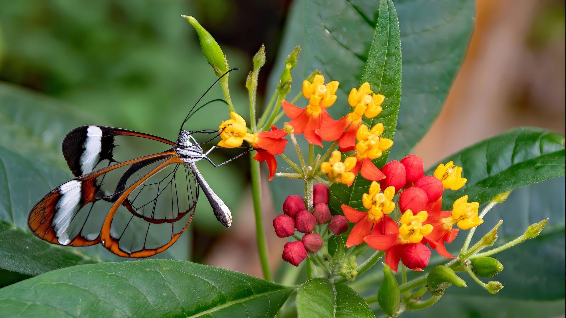 A butterfly with a grey body and see-through wings with black lines across them and orange and white rims sits on a cluster of small yellow and red flowers among large green leaves.