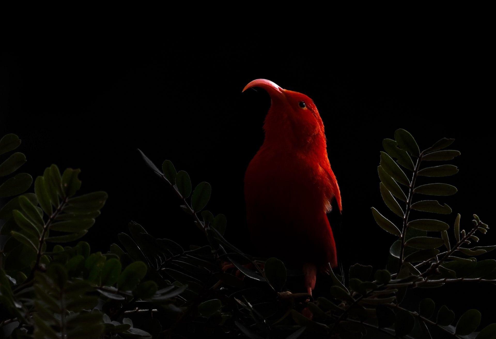 A red Hawaiian 'I'iwi in front of a dark background of leaves