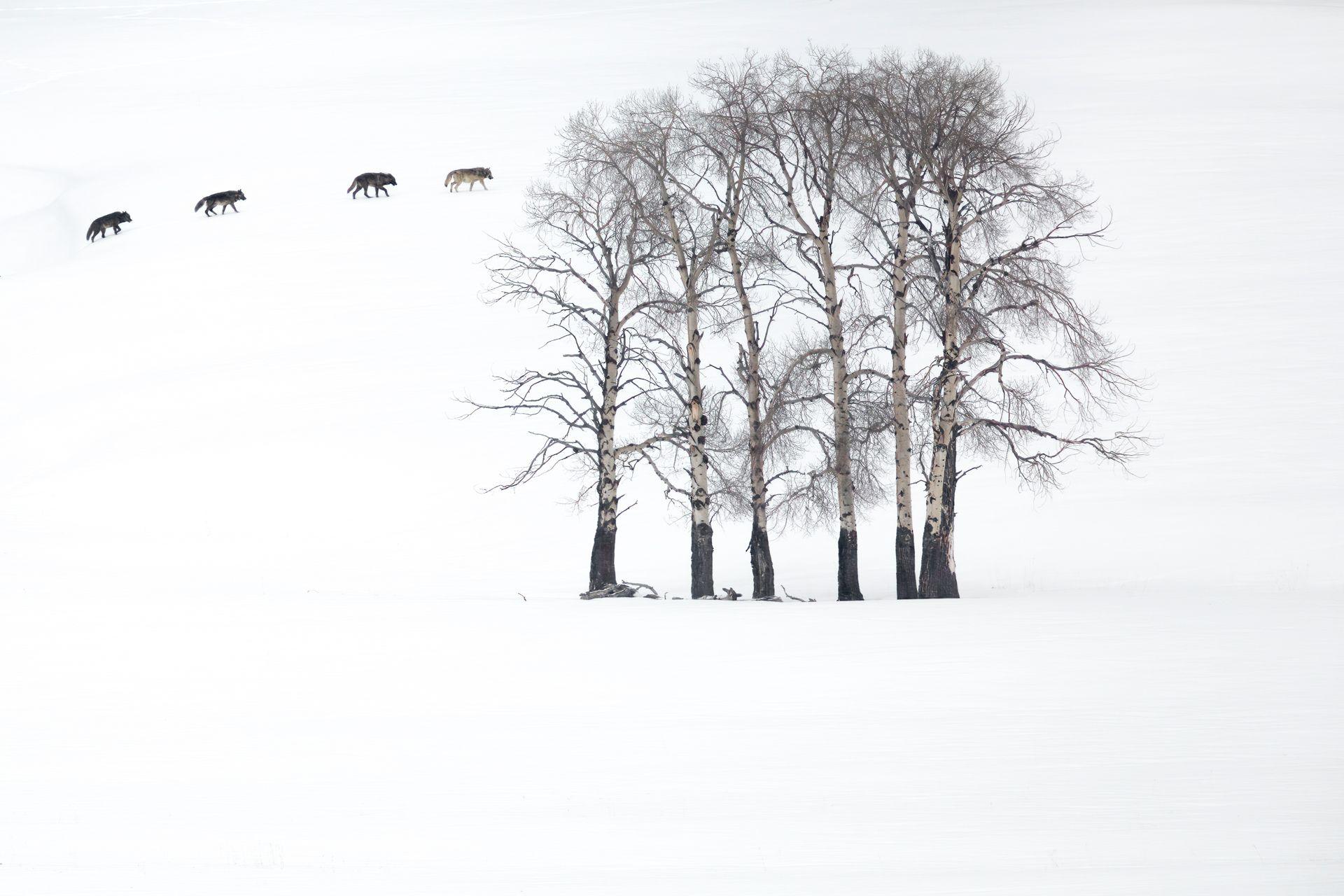 four grey wolves crossing a snowy aspen grove