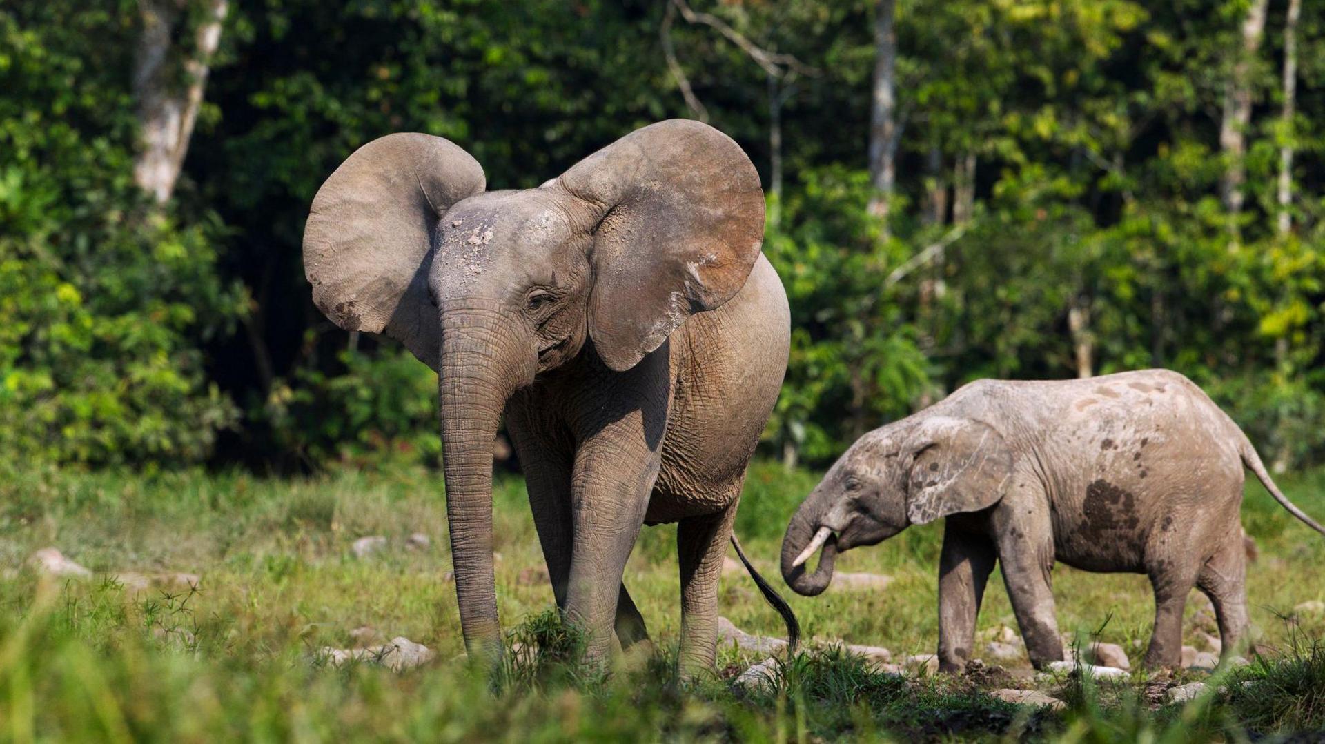 A mother and baby elephant walk on grass on the outskirts of a lush green forest. The mother has her ears spread out and they are round. The baby elephant is about half the size of her and is walking towards her with its trunk in its mouth