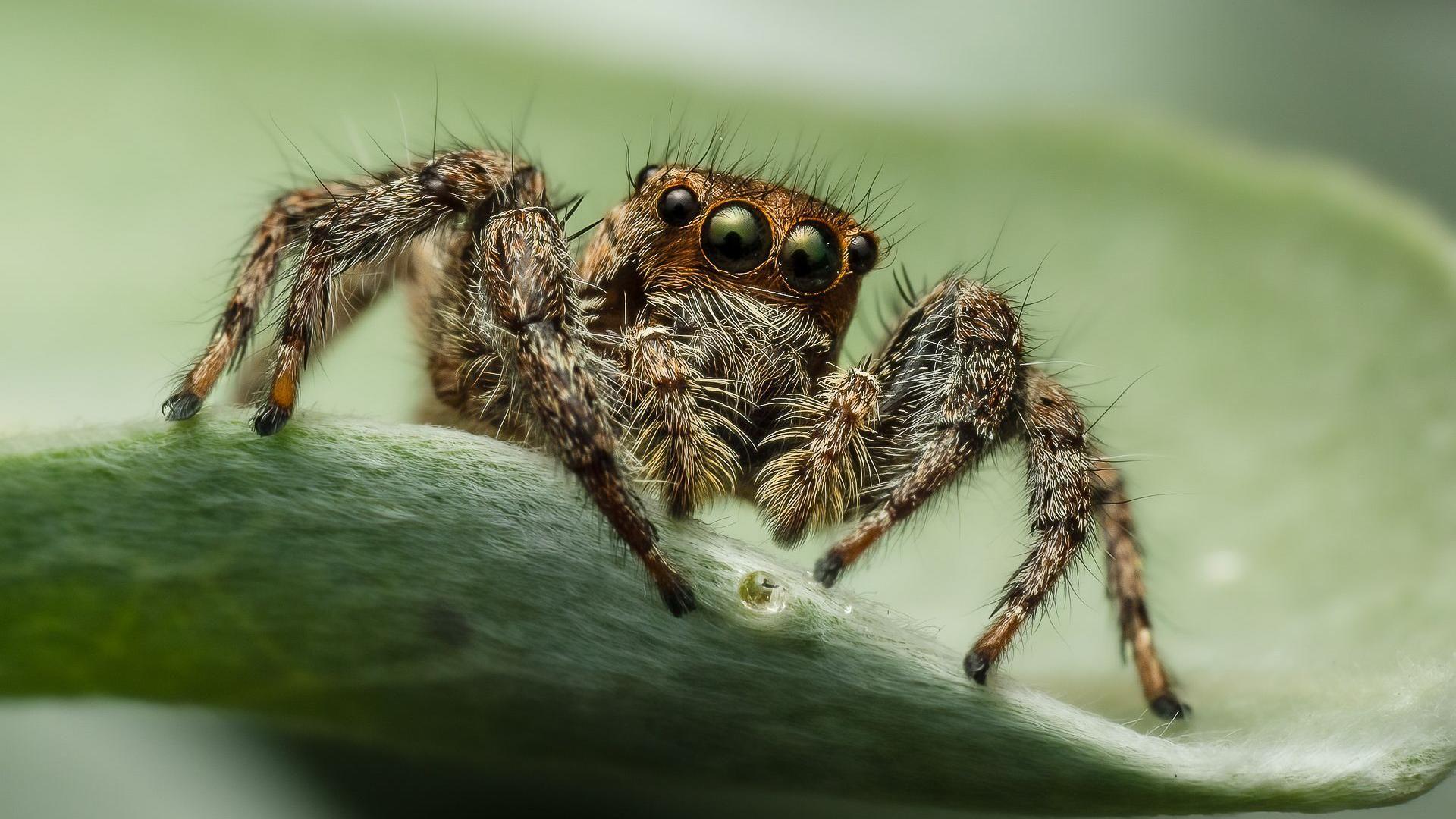 Image of a big spider with many eyes on a leaf