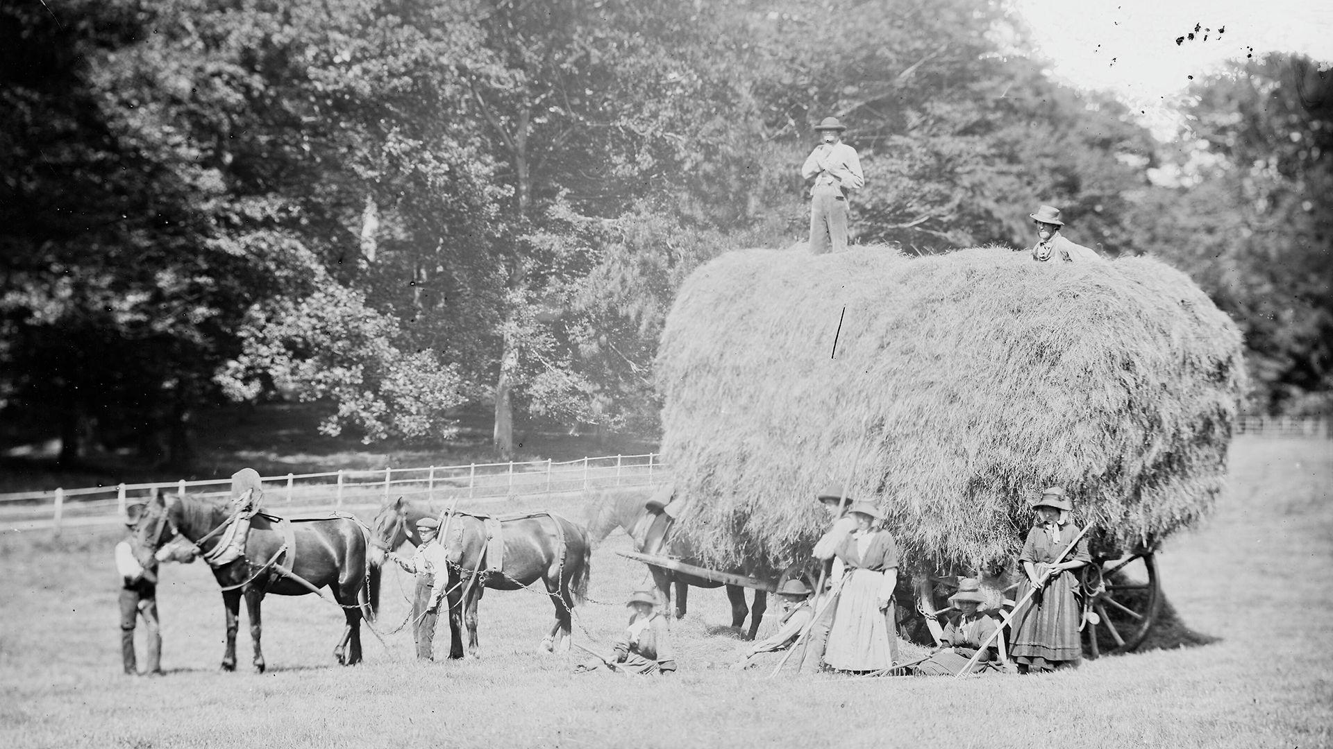 Hen lun du a gwyn o das gwair a cheffylau a throl