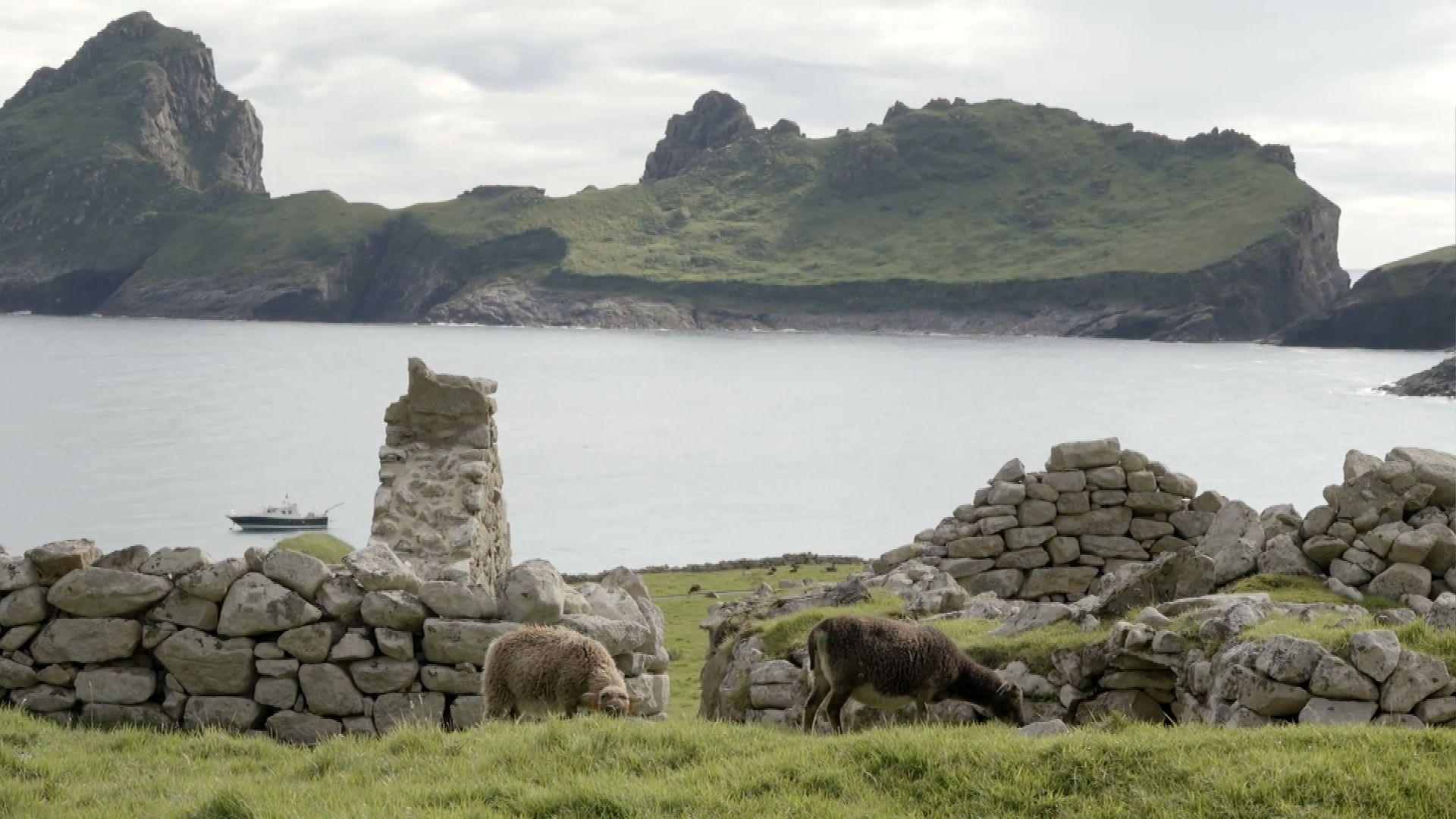 Caoraich ann an Hiort