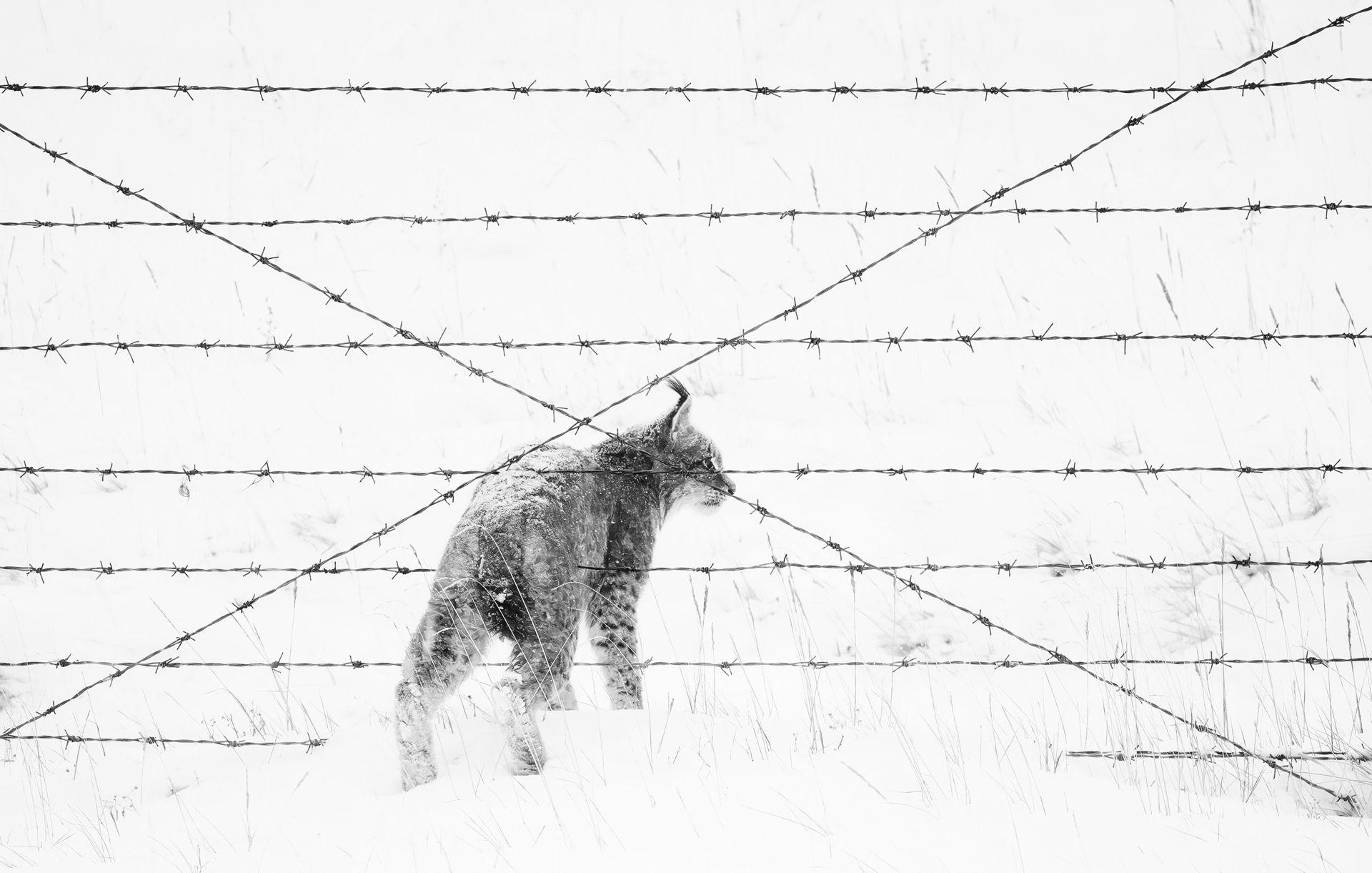 A black and white image of a lynx at a barbed wire fence