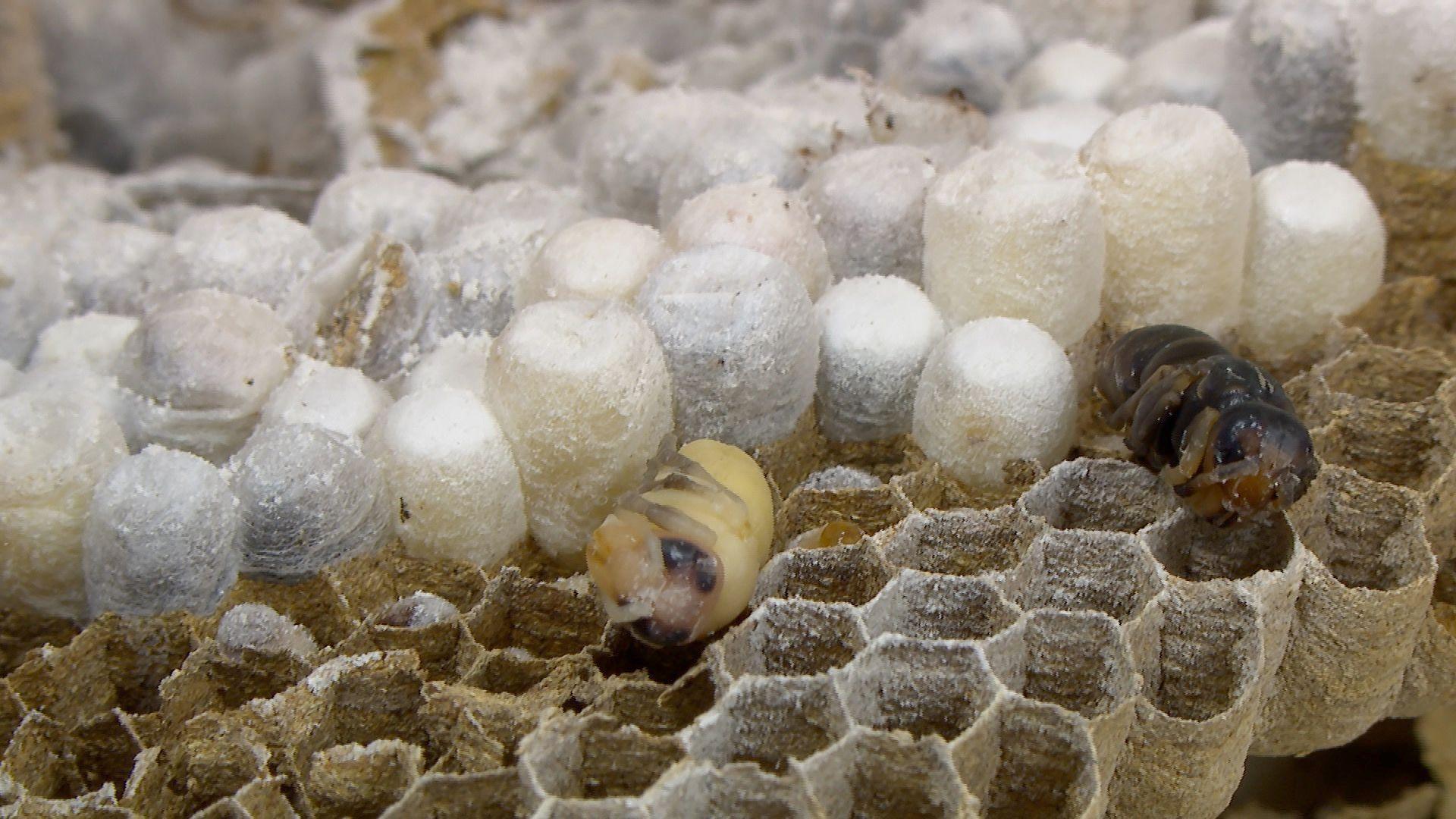 A close-up view of the nest, which has many larvae and pupae. The nest consists of hexagonal cells made from a paper-like material. Some cells contain white, silk-like cocoons, indicating the pupal stage of the insects. Two larvae are visible outside their cells; one is light-coloured with dark eyes and stripes, while the other is darker in colour.