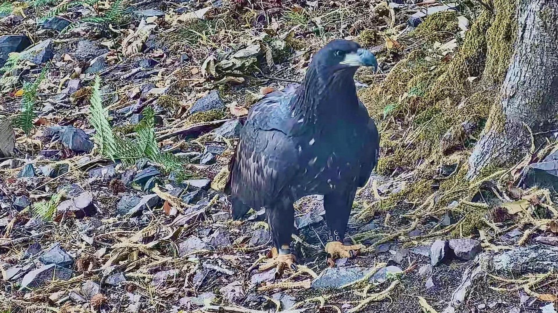 An eagle is standing on a forest floor. It has mostly black feathers but some white ones too. It has a dark hooked beak