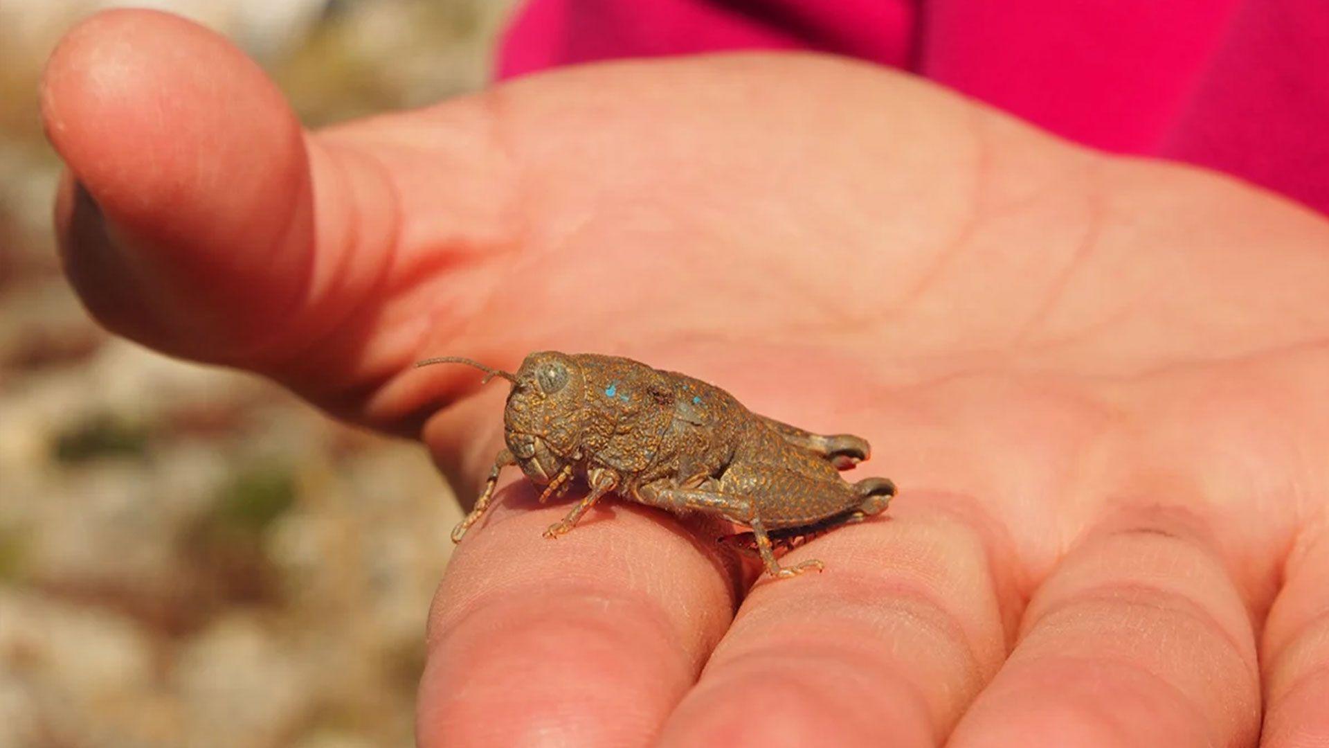 A hand with a large, wide grasshopper on it