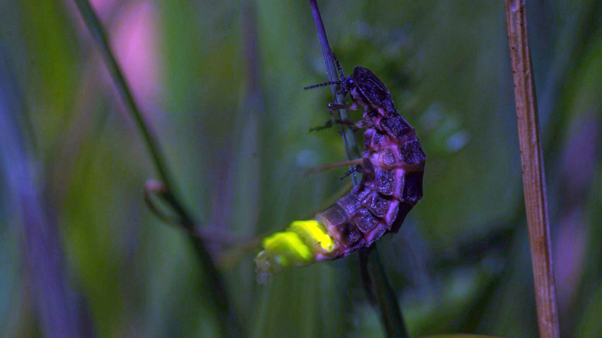 A glow worm attached to a blade of grass. Its tail is illuminated bright green/yellow.