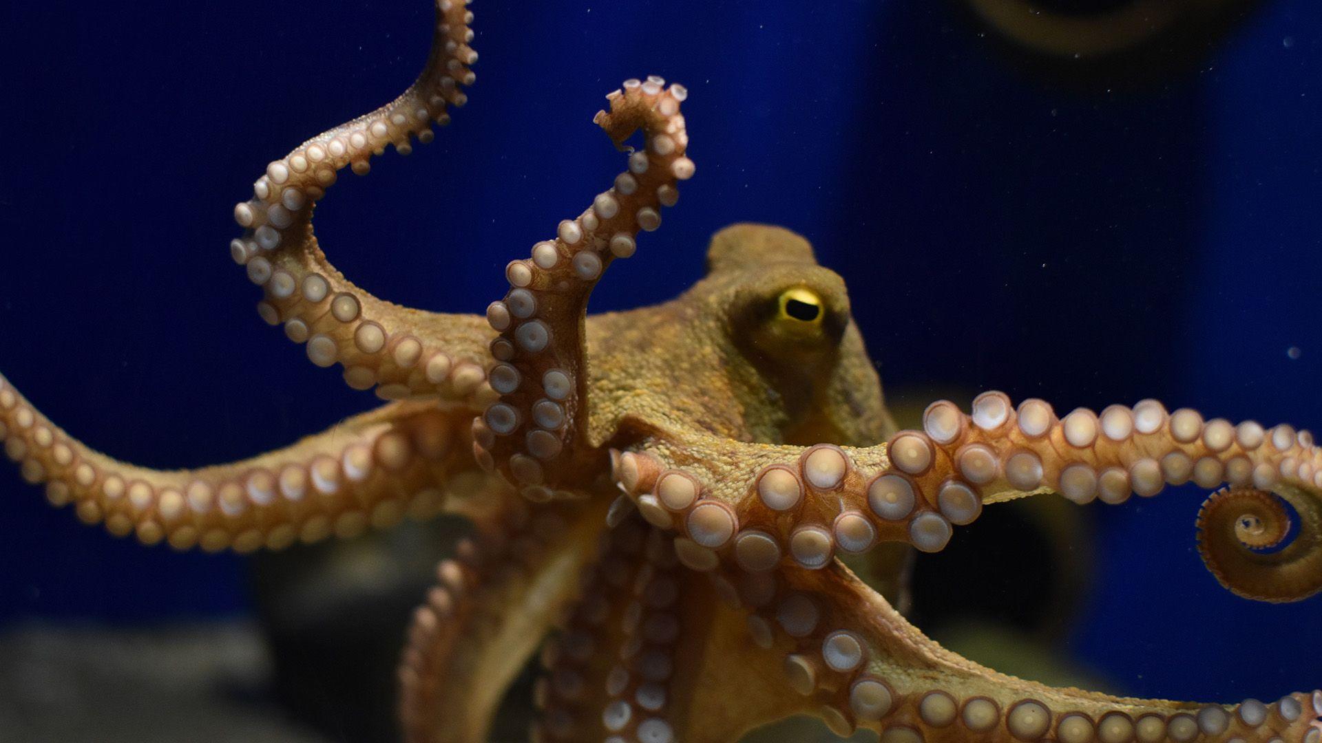 Common octopus shows its tentacles to the camera. They are full of suckers