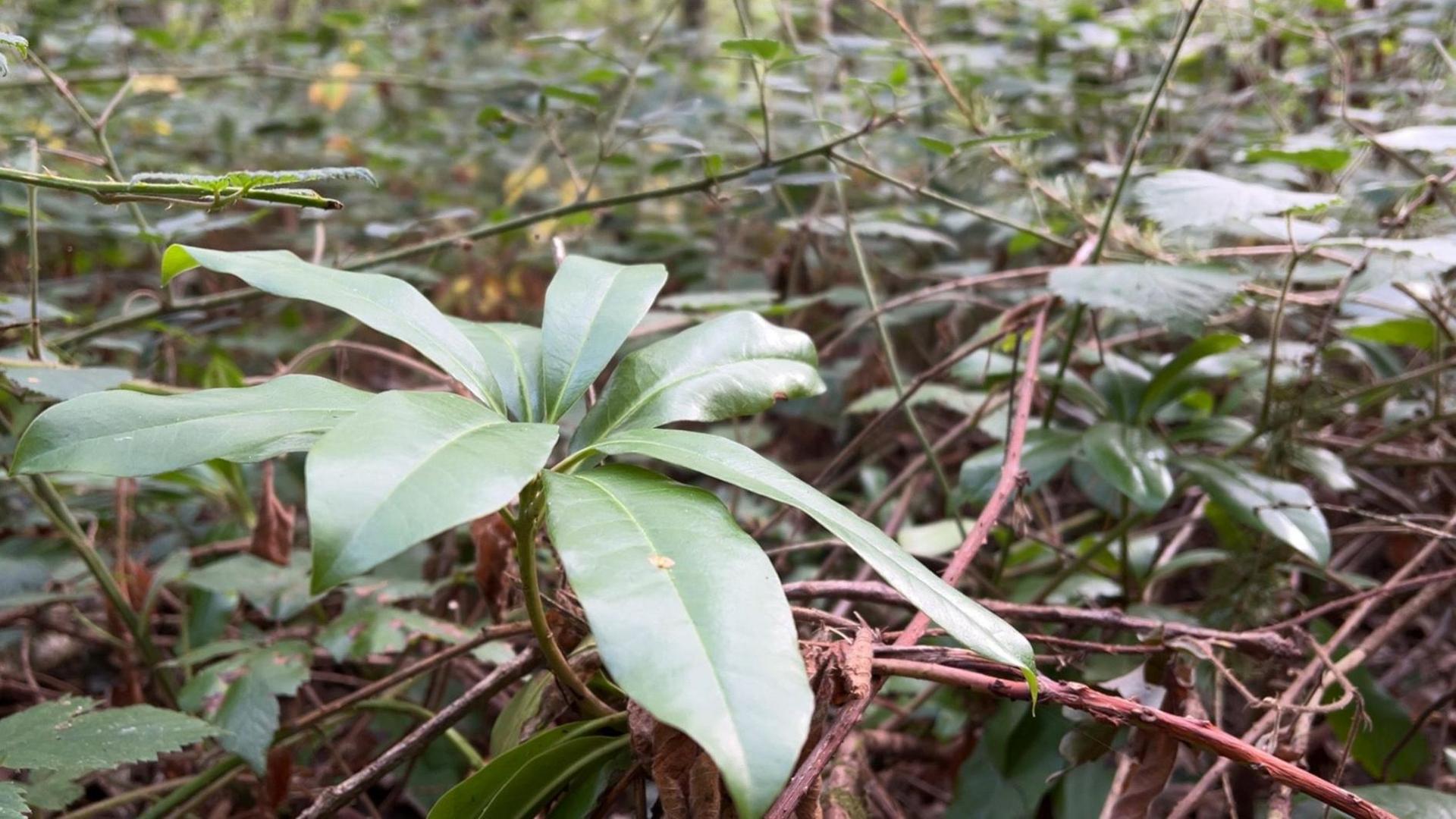 Rhododendron plants in Martinshaw Wood