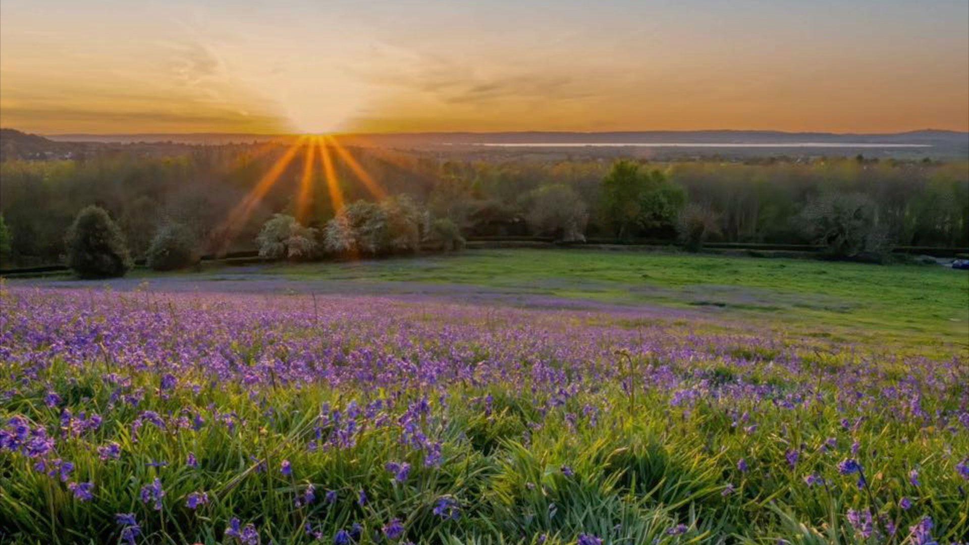 Bluebells filling a green field with a sunshine in the background.