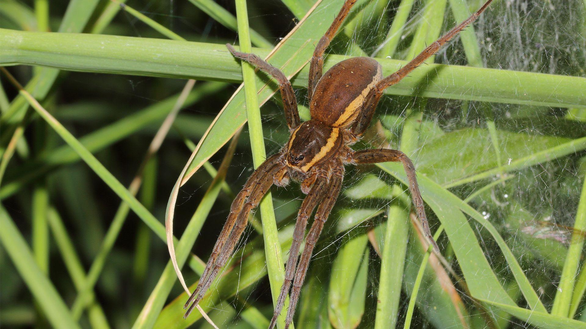 A large brown and yellow spider sat on leaves