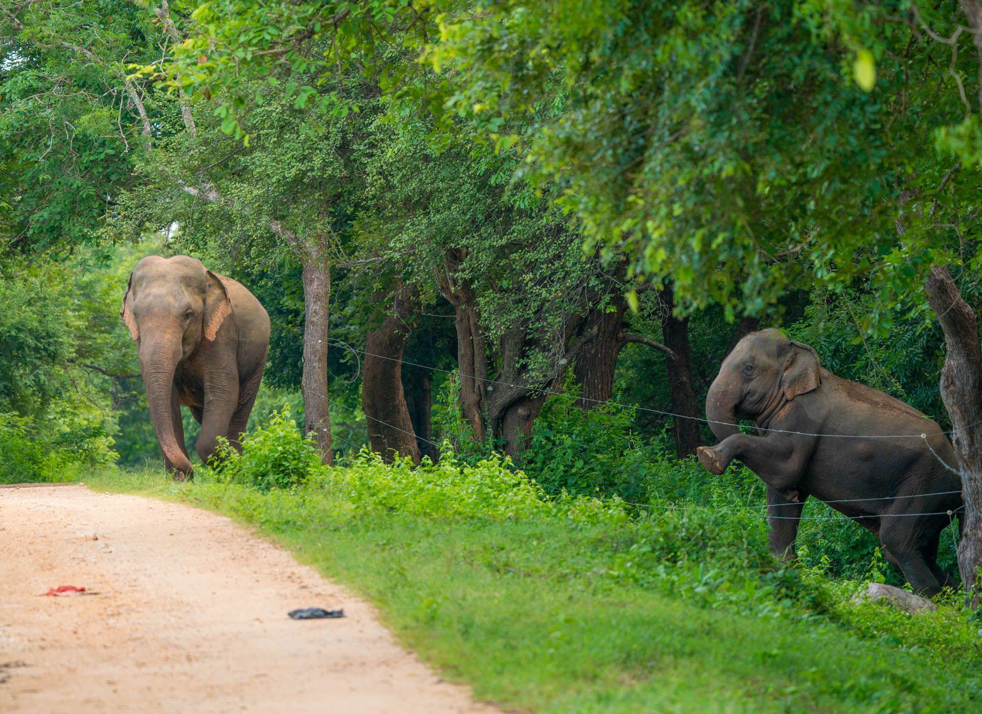 Elephants walk near a wire fence