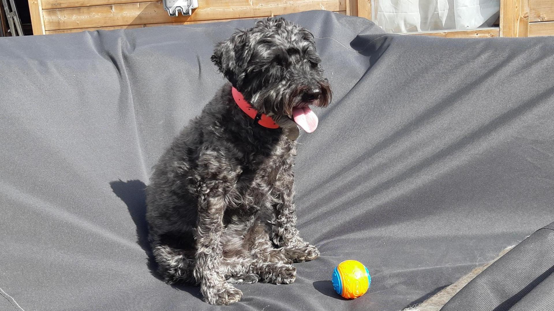 dog sitting on an outdoor couch