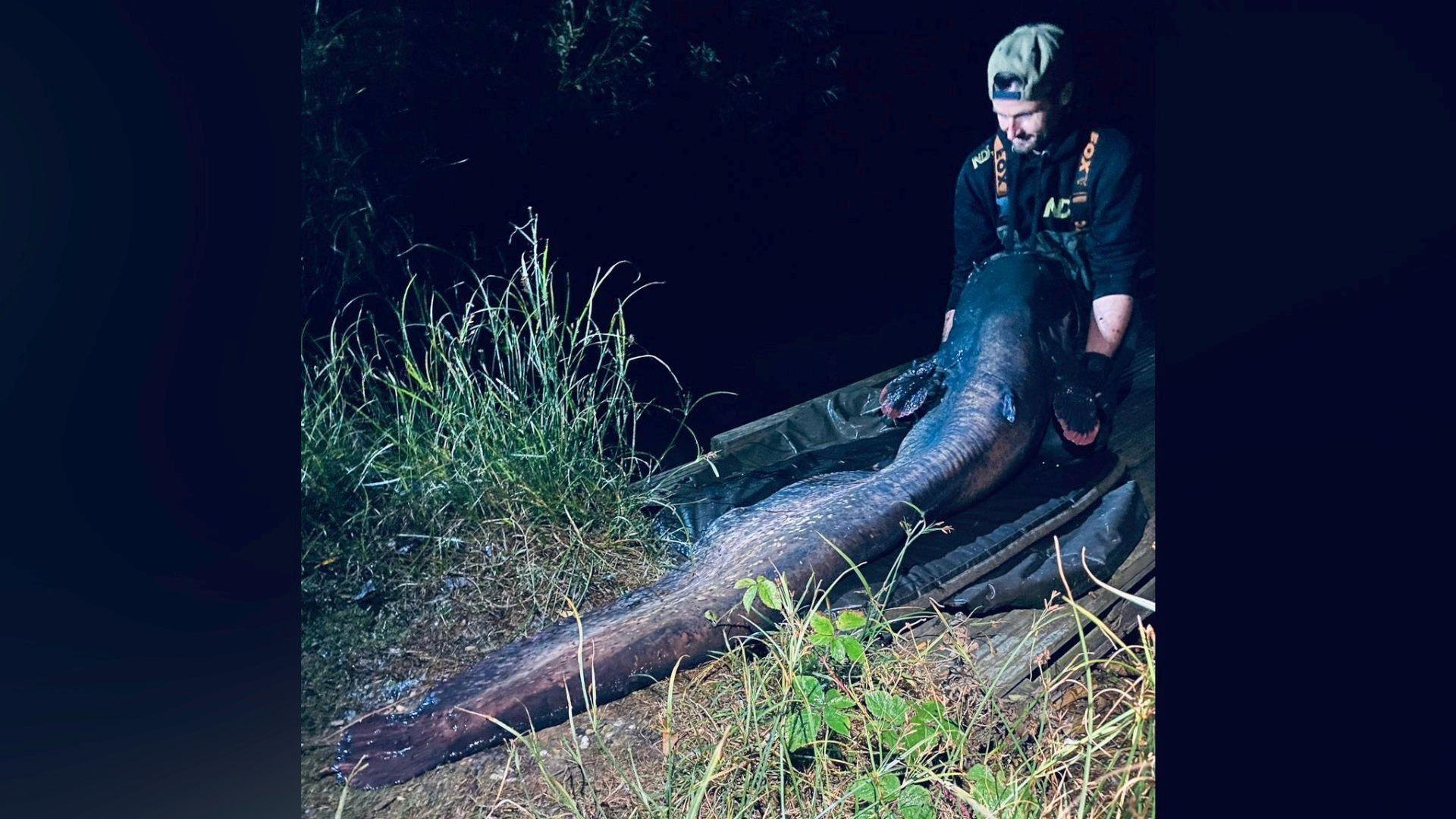 Shaun Ing, holding a 150lb catfish by the side of a lake. He is wearing a black T-shirt with waders, and a baseball cap on his head turned backwards.