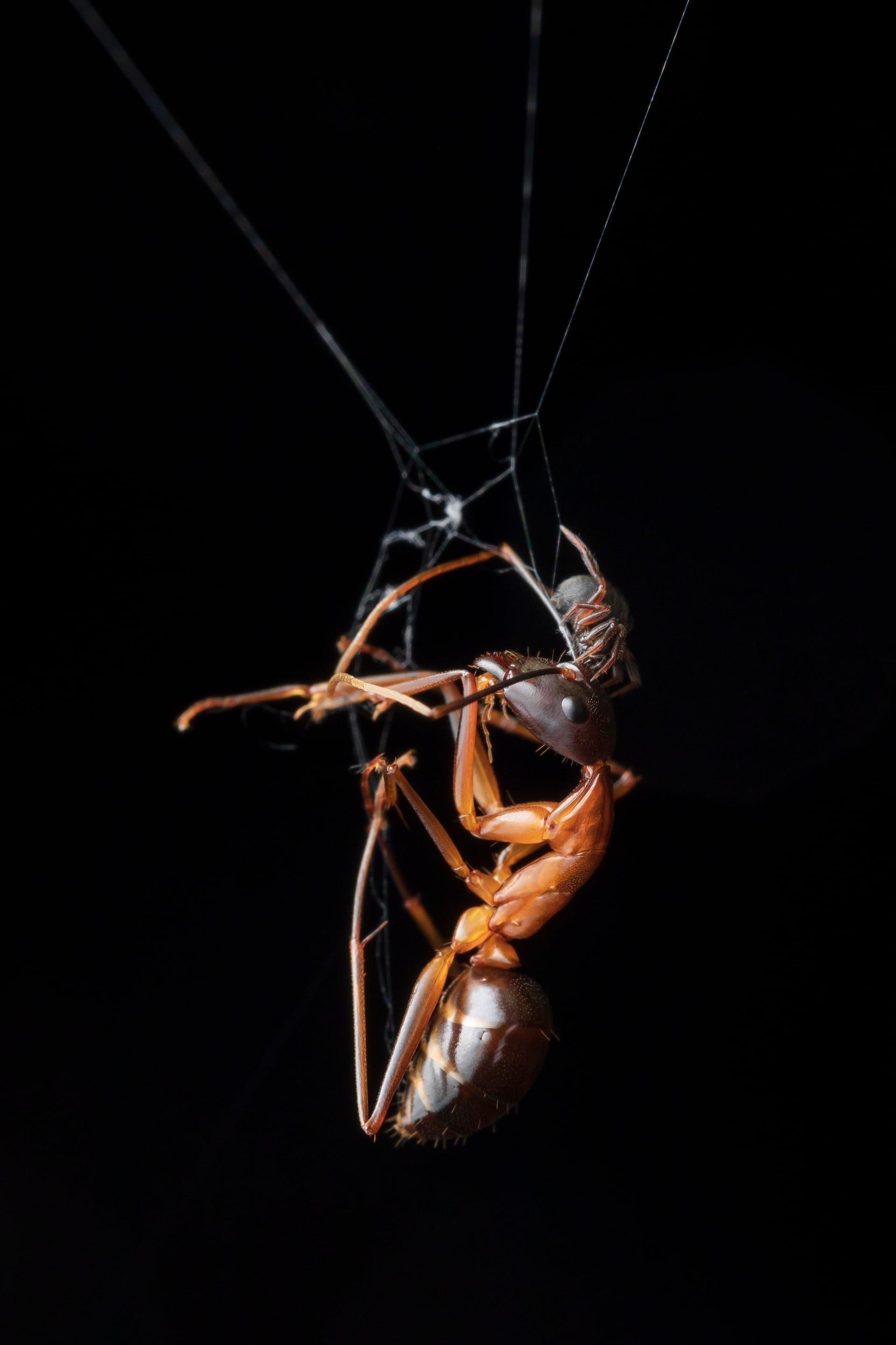 ant-spider.