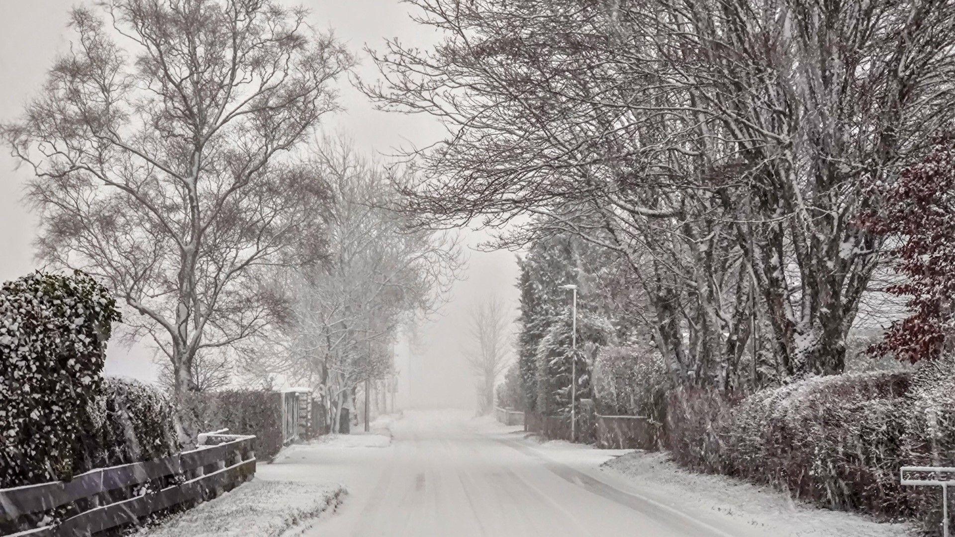 Snow falling on a tree-lined residential road