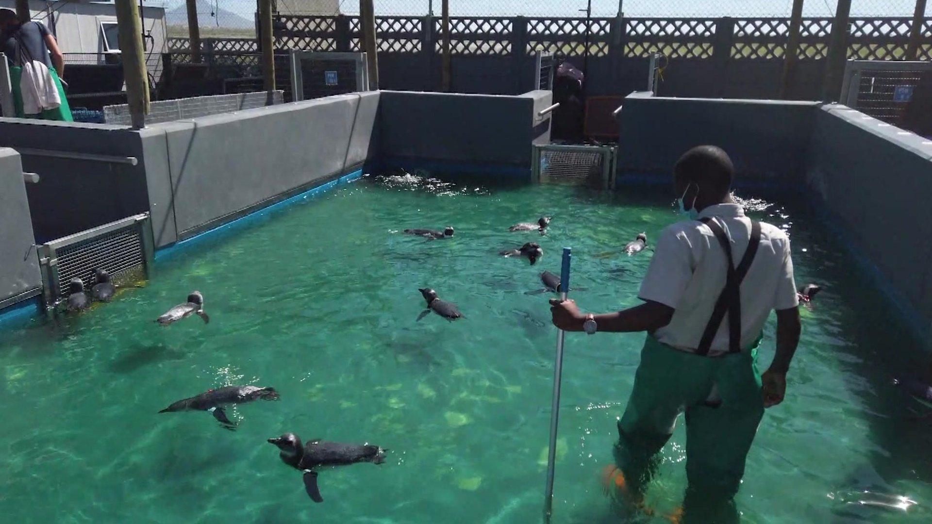 Baby penguins swimming in the pool at the clinic