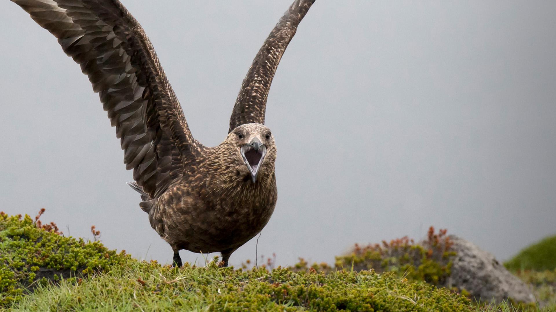 Great Skua