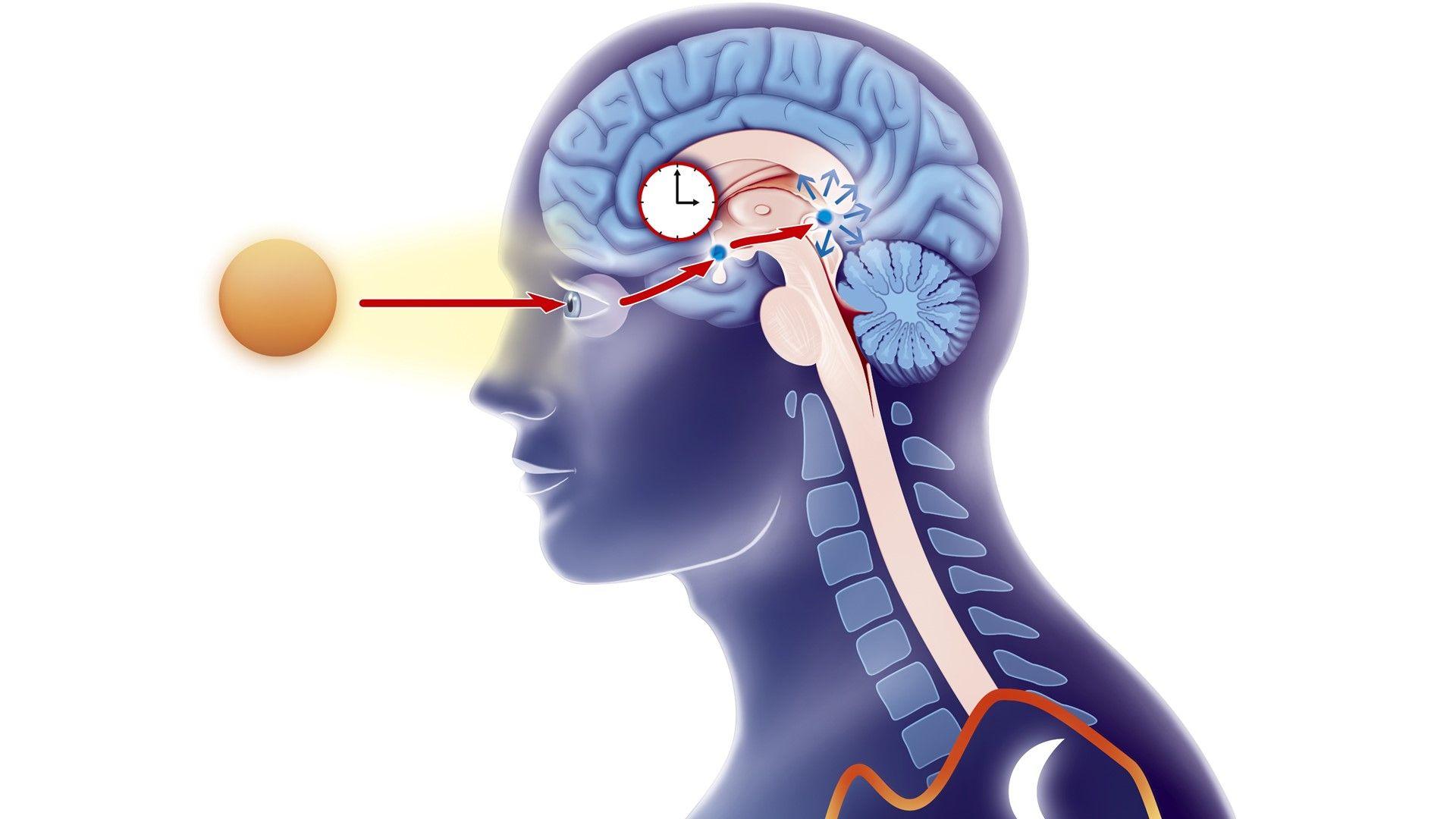 Side on view of blue head and neck showing illustrating circadian rhythm in the brain with a small clock and rays of small sun entering left eye by a red arrow