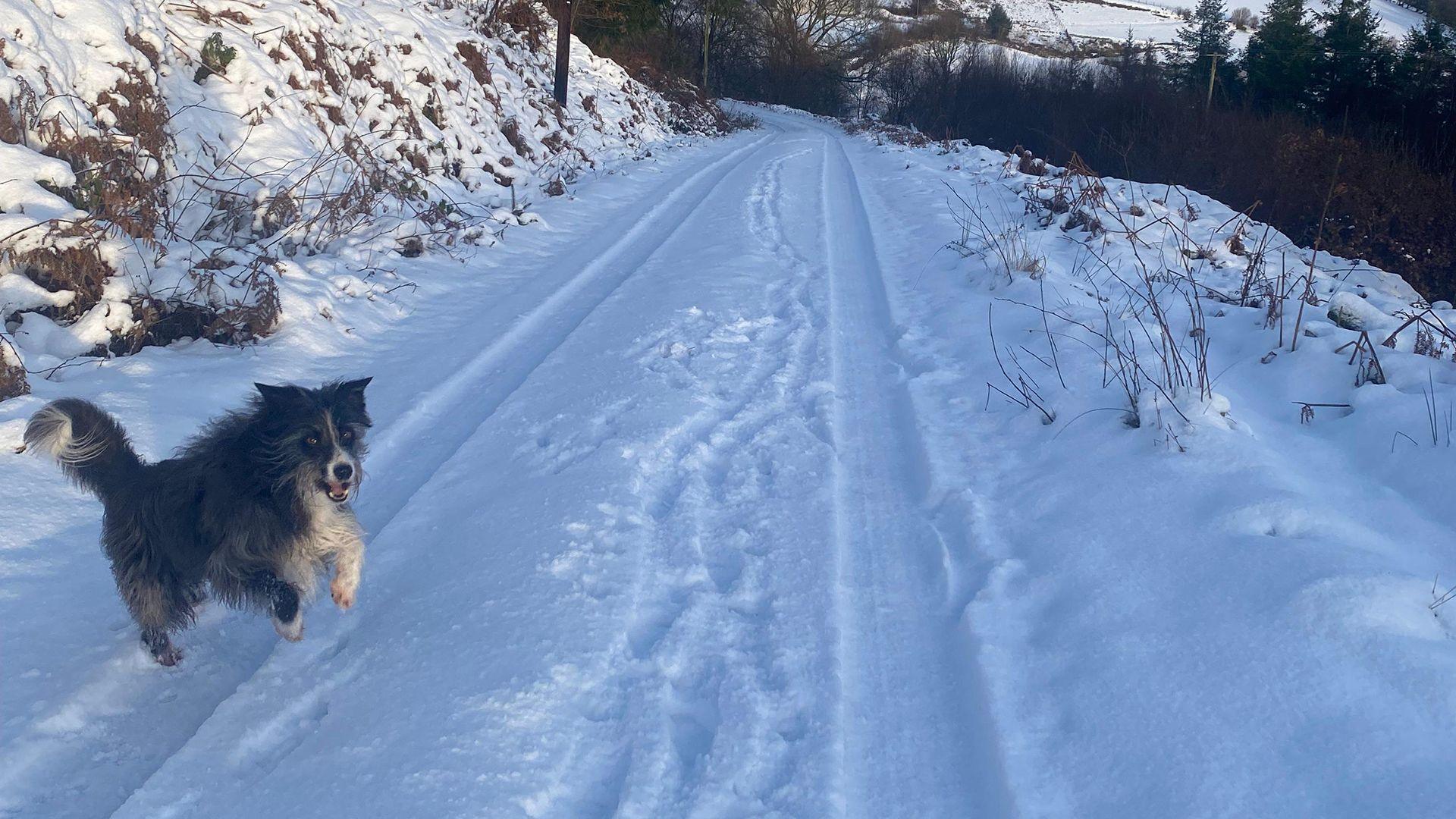 Ci yn neidio yn yr eira