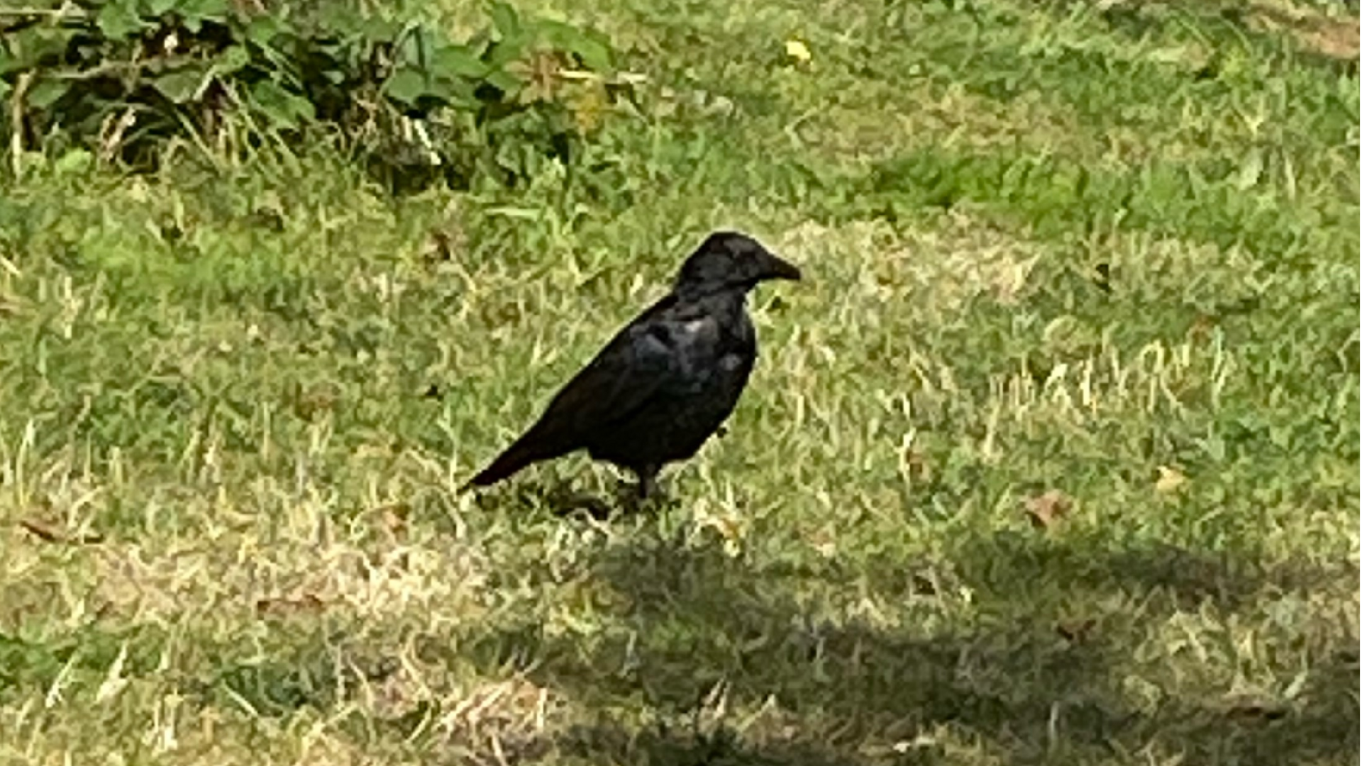 A crow is pictured on green grass