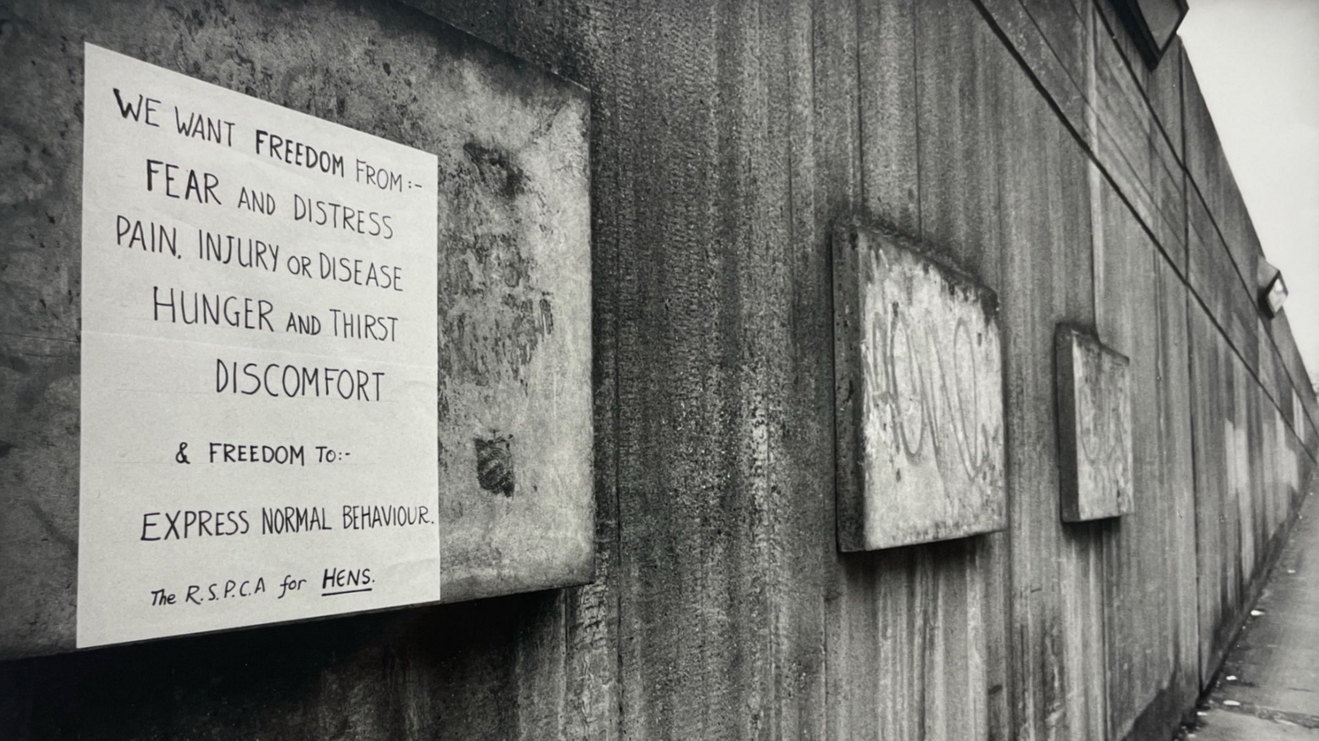 A black and white image showing a concrete wall with a handwritten sign pasted to it, reading; 'We want freedom from fear and distress, pain, injury or disease, hunger and thirst, discomfort, and freedom to express normal behaviour. The RSPCA for hens'