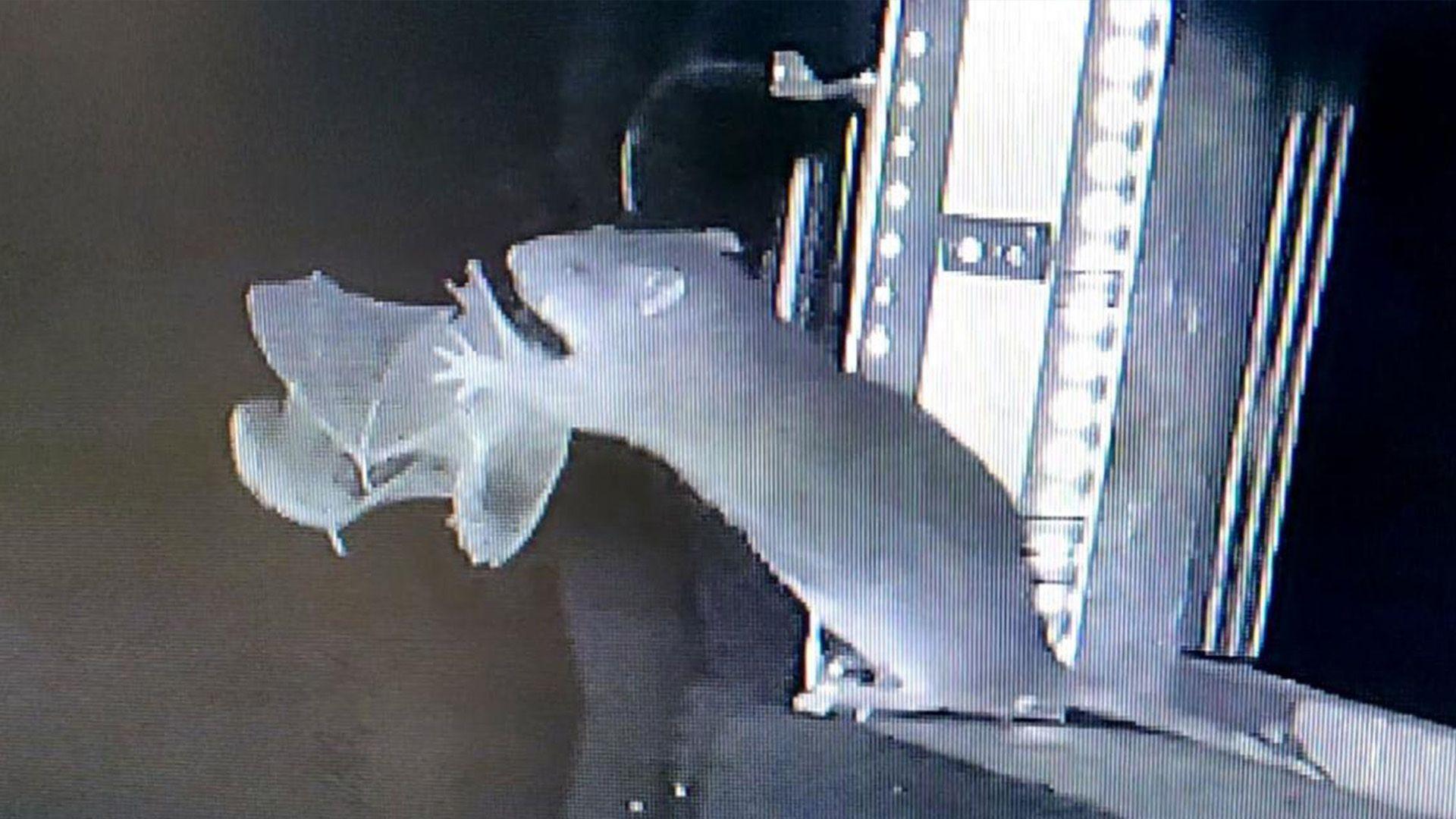 A black and white image from an infared camera shows a rat reaching out its paws and catching a bat mid-flight.