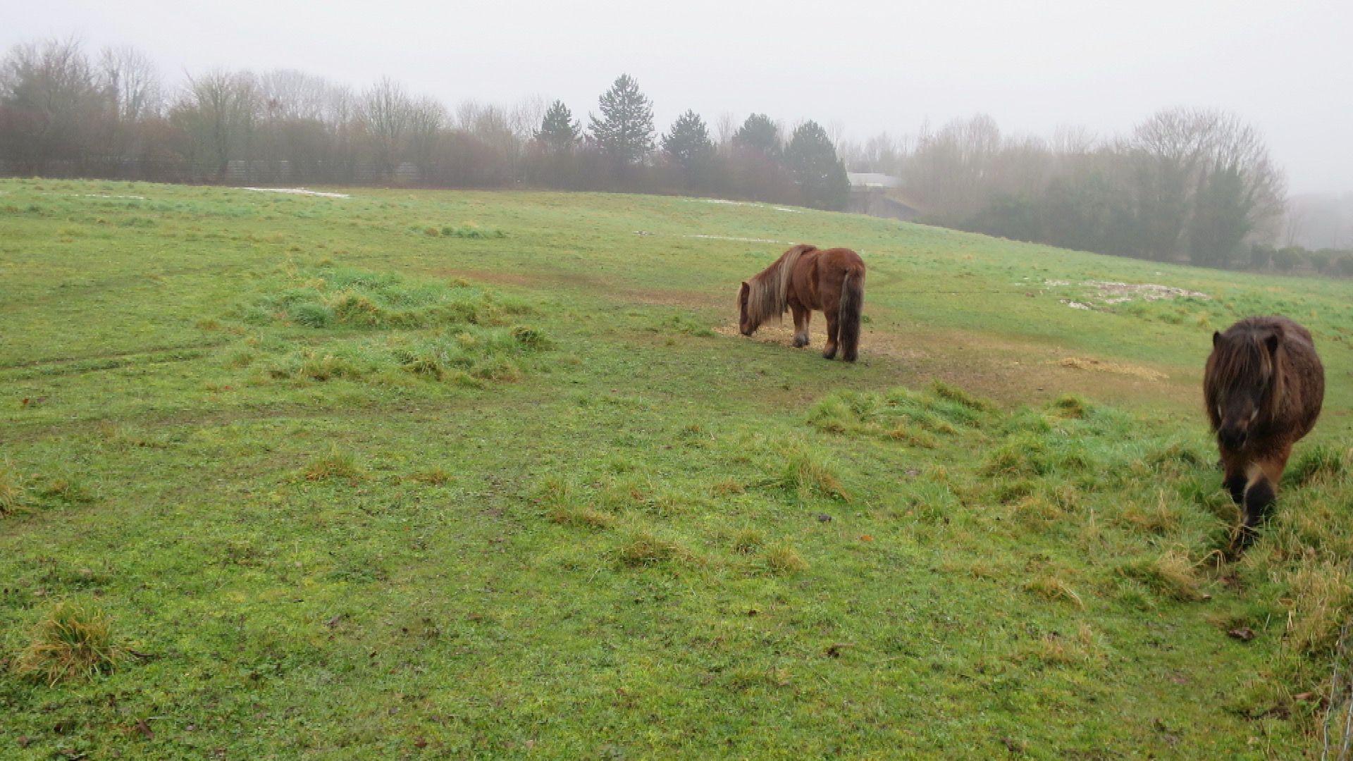 It is a grey, misty day. Two brown ponies, one with a long blonde mane and one with a brown mane are eating grass in a large green grassy field. There are trees in the background lining the field.