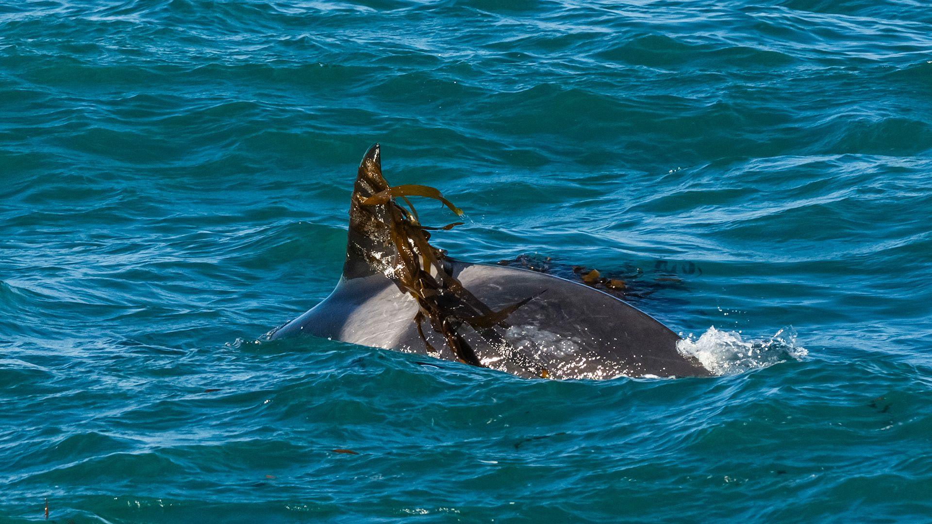 Seaweed is sitting on the orca's dorsal fin as it swims in the blue sea.