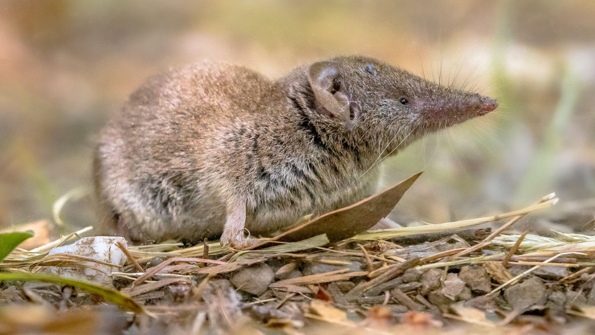 A shrew with tiny eyes and a long snout stands on the ground amongst leaves and gravel