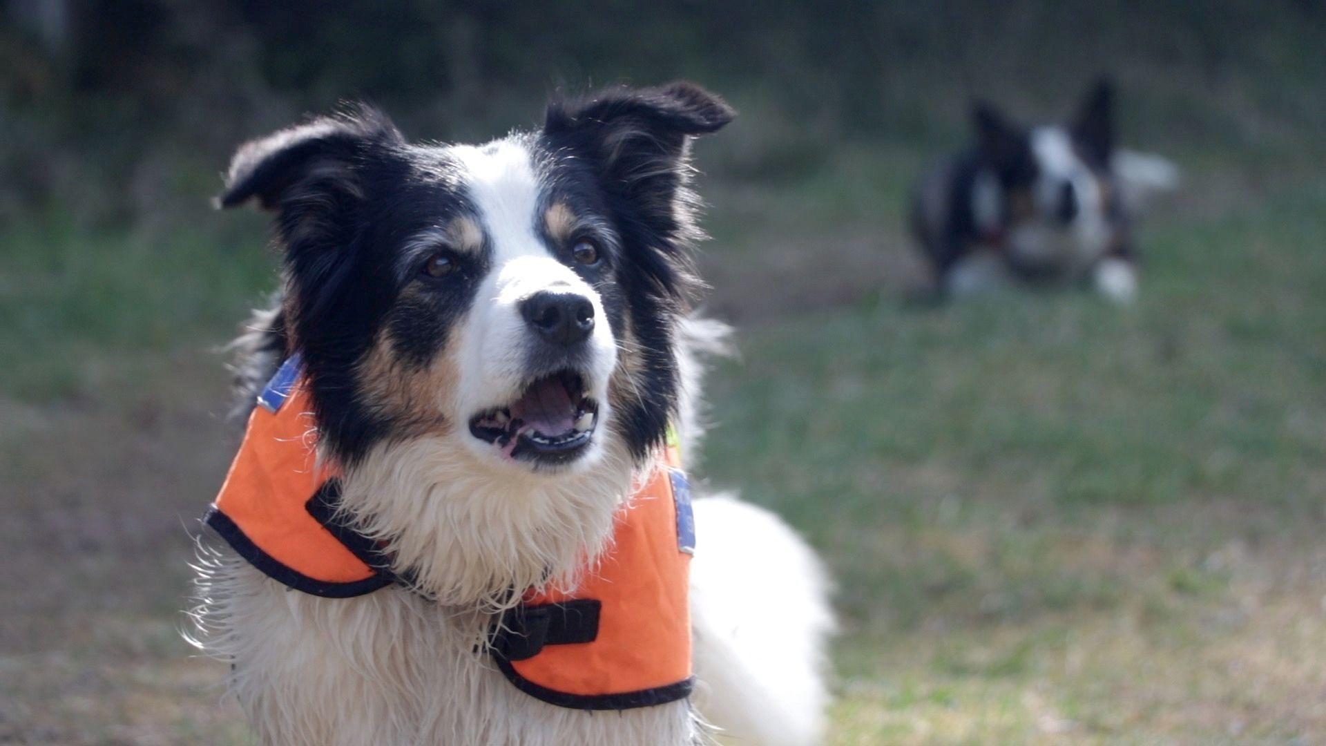 Two mountain rescue border collies, Rona in the foreground and Freya in the background out of focus
