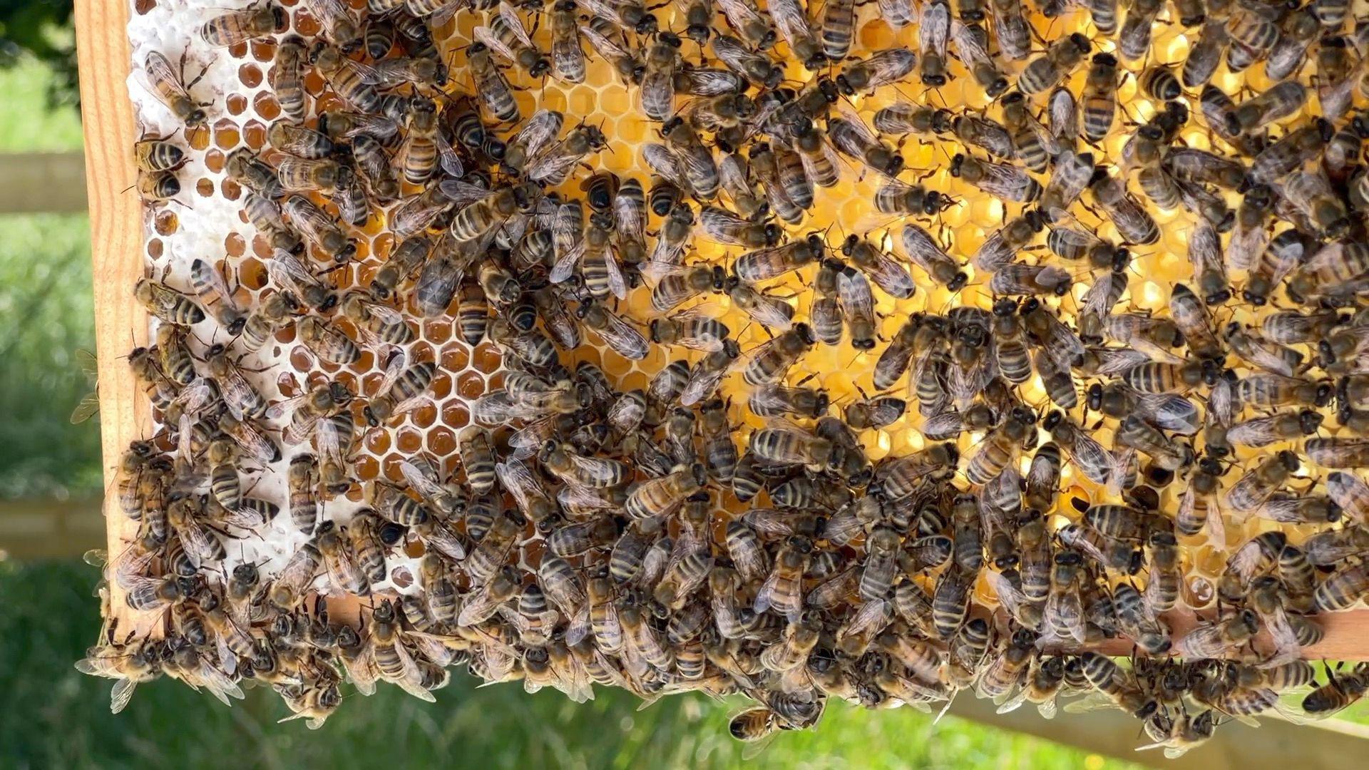 Bees swarmed on a super with wax on it.