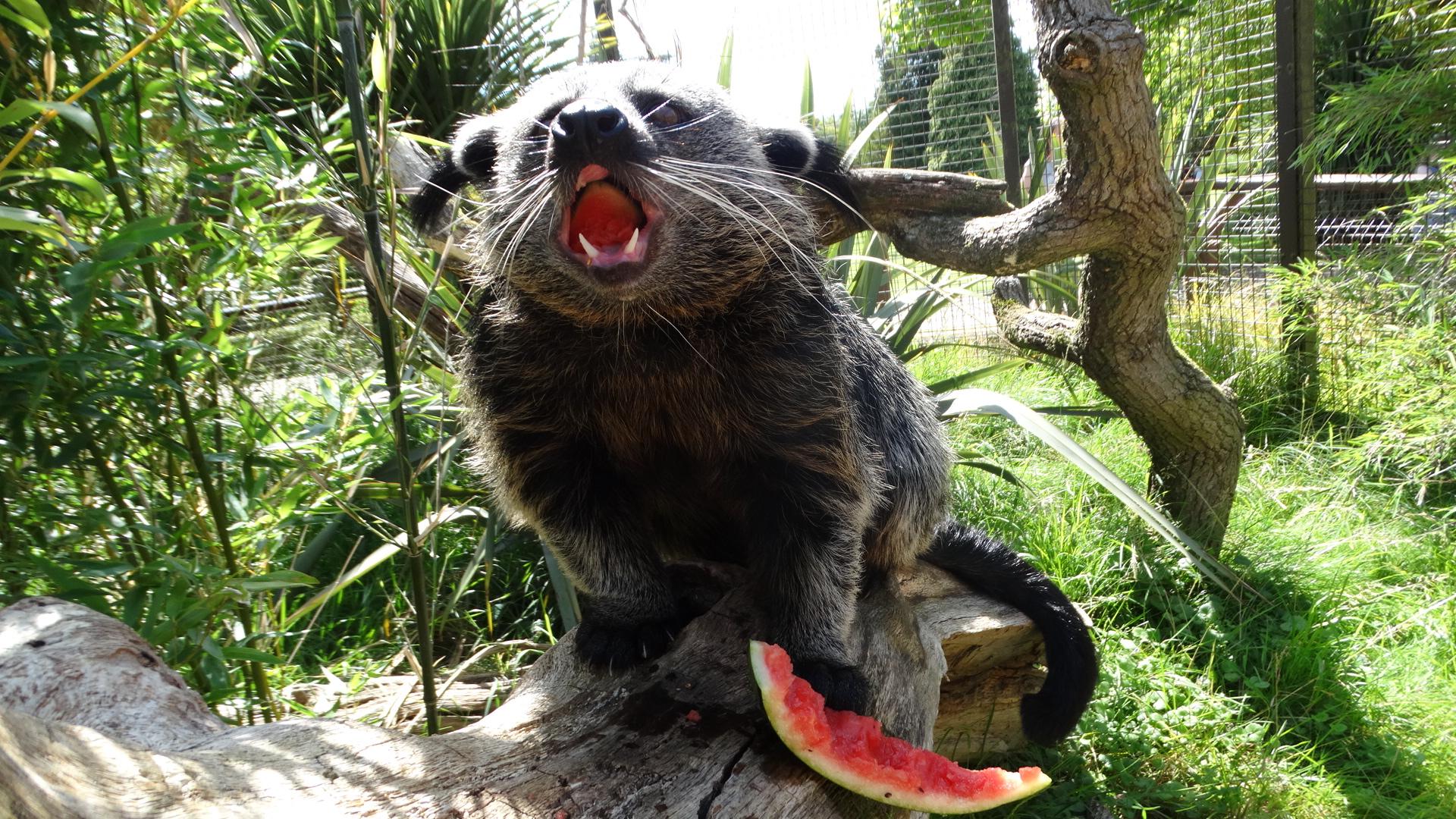 Binturong, Dobby, makes short work of a slice.