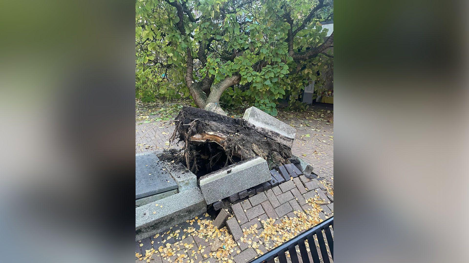 A fallen tree which has pulled up pavement around it