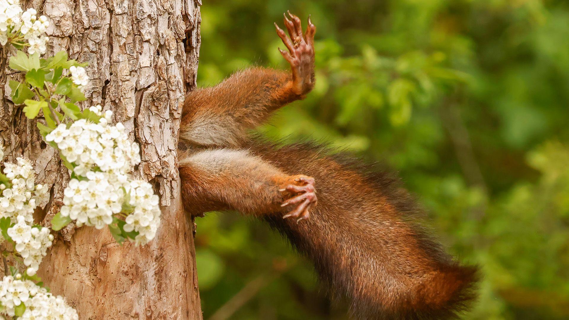 Squirrel heading into its home inside a tree