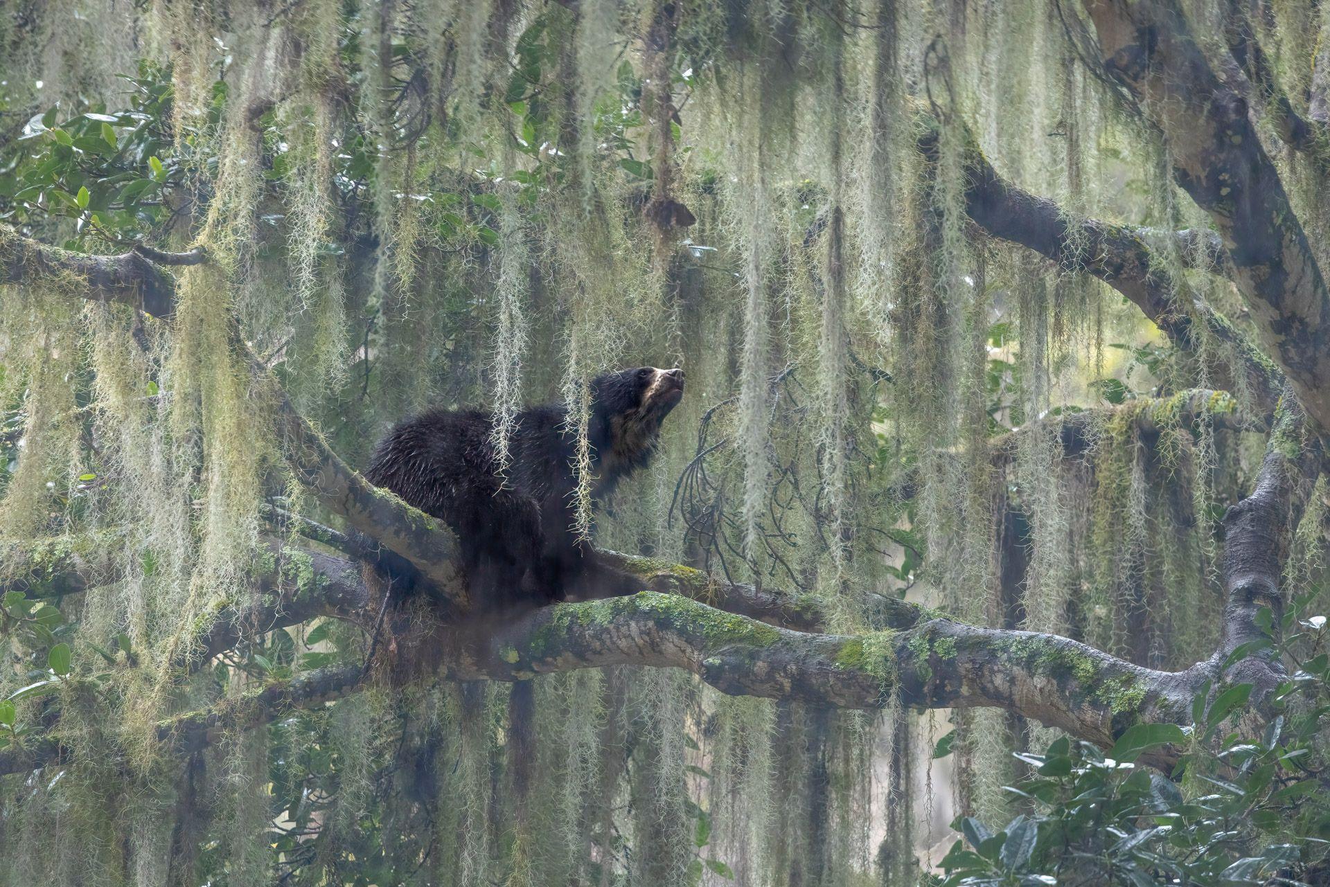 A large, male spectacled bear, shelters from the midday heat beneath the shade of a century-old fig tree draped in Spanish moss.