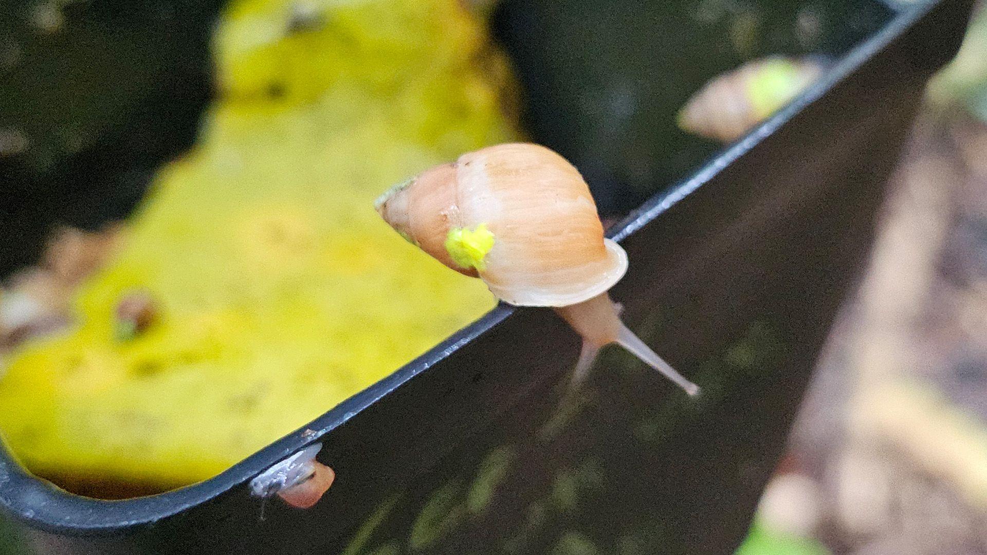 Snail