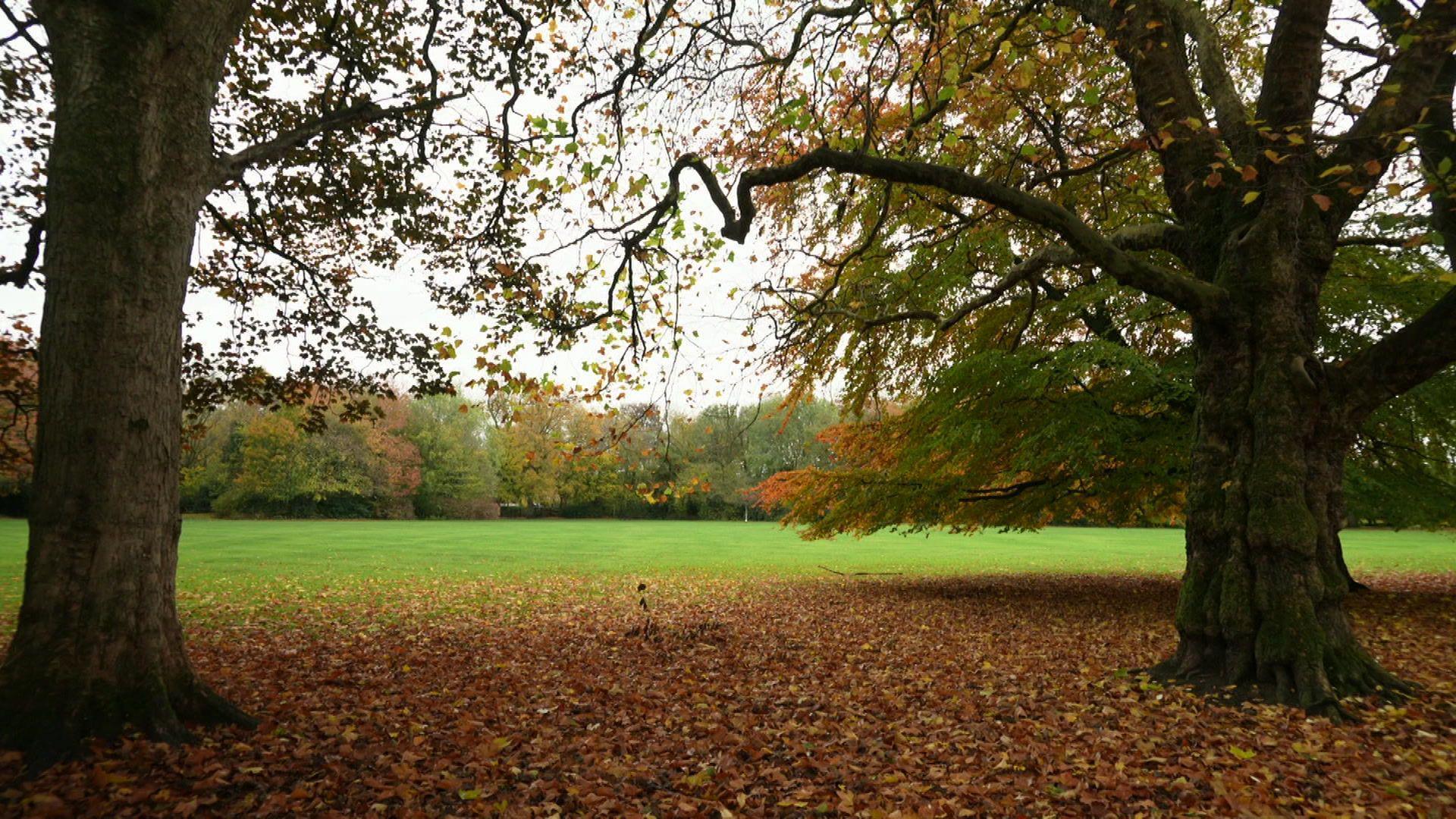 A grass area with two large tree and autumn leaves on the ground.