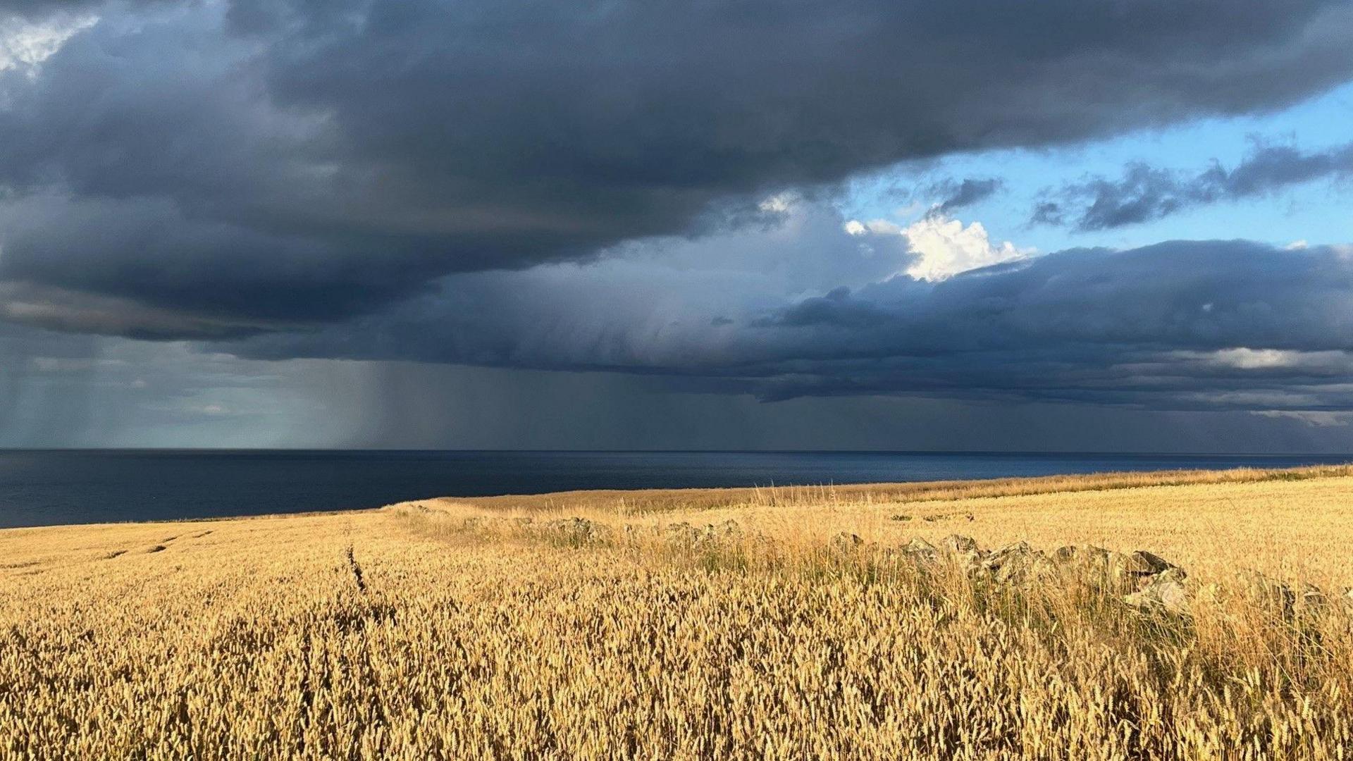 A field of golden wheat under a grey sky with dark storm clouds and a glimpse of the water in the distance. Rain can be seen falling in the distance over the water.