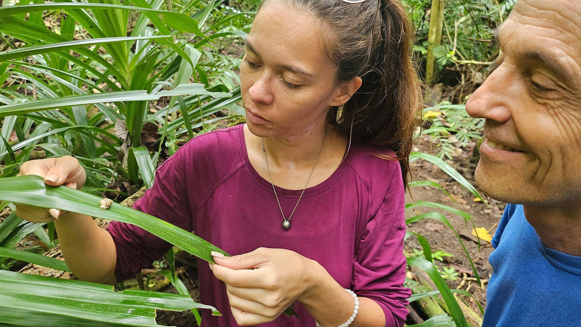 Reintroduction participants observe born-in-the-wild unmarked Partula tohiveana snail observed in the wild